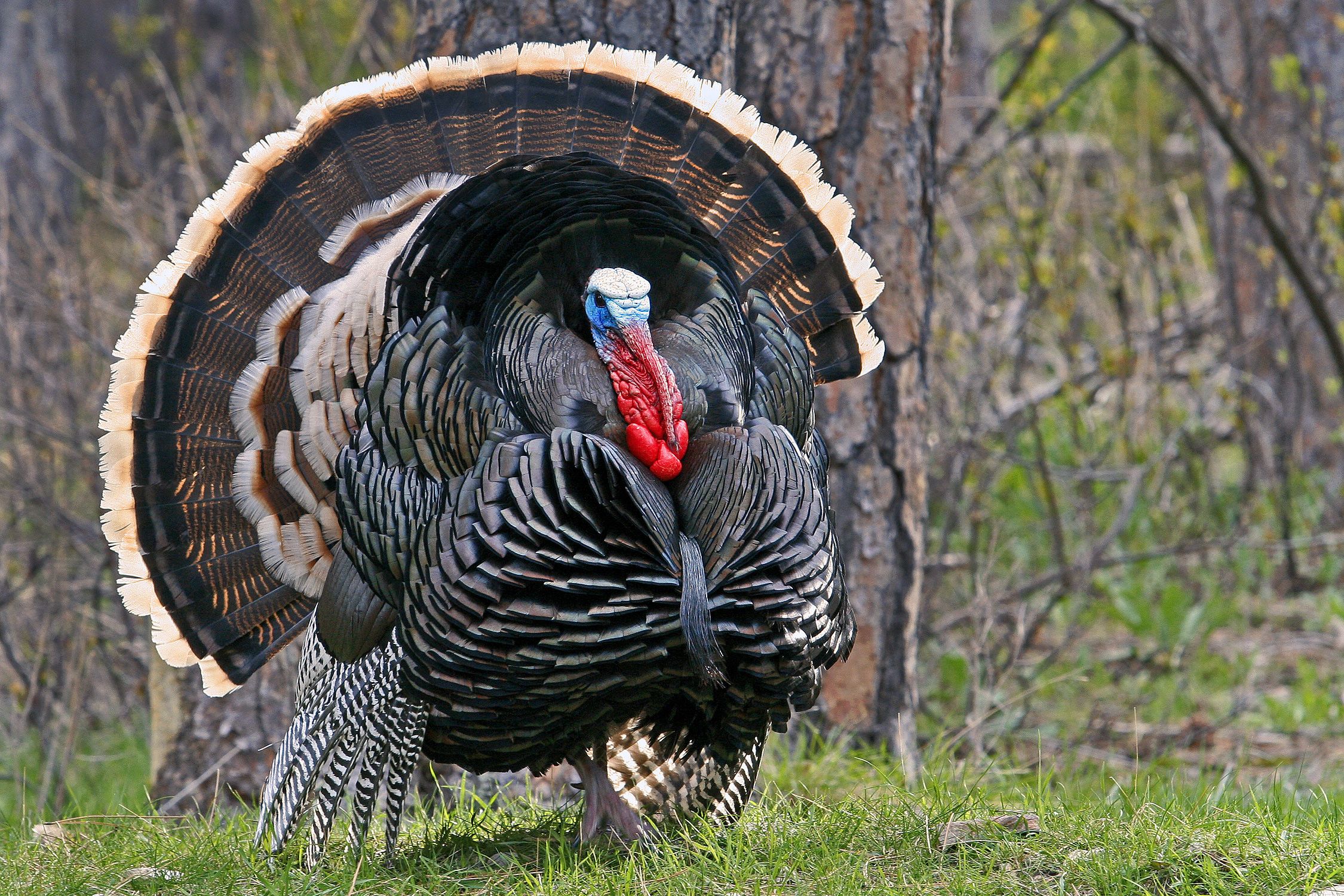 Wild Turkey Wallpaper