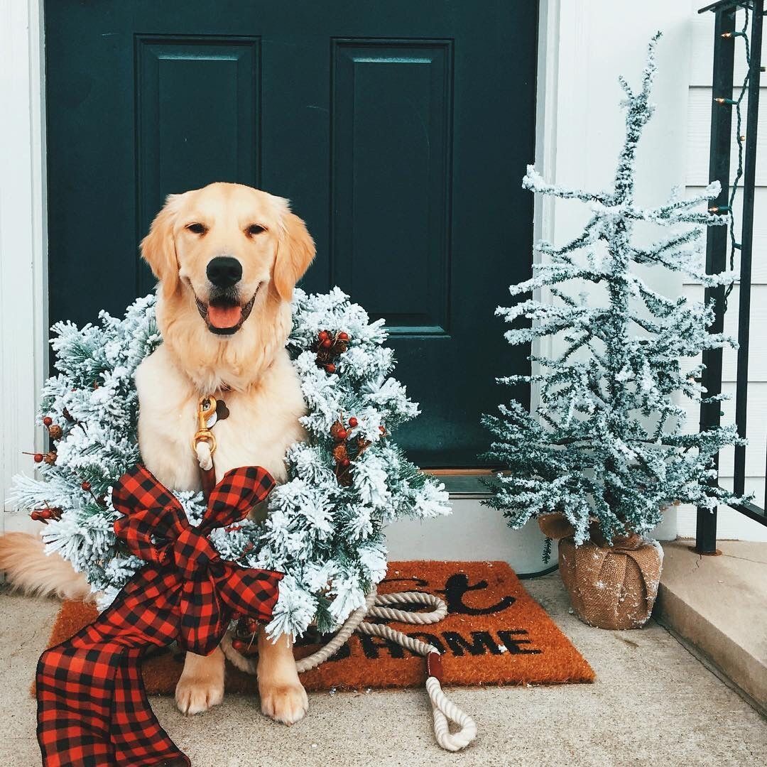 Winter Aesthetics. Christmas dog, Christmas animals, Christmas aesthetic