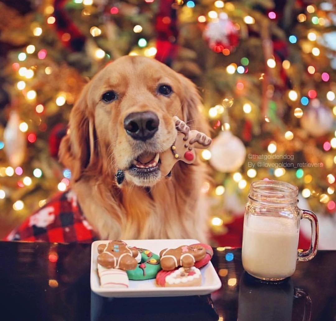 Santa's Dog Eats Cookies /. Dog christmas photo, Dog christmas picture, Dog christmas card