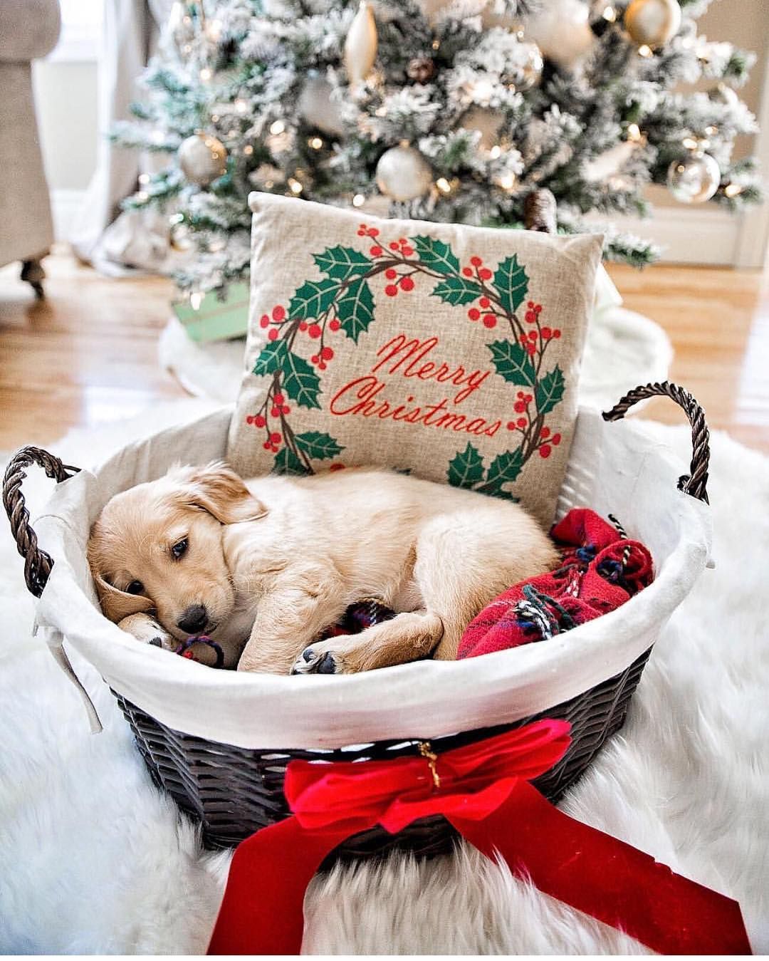 I N S T A G R A M. Christmas puppy, Christmas dog, Christmas mood