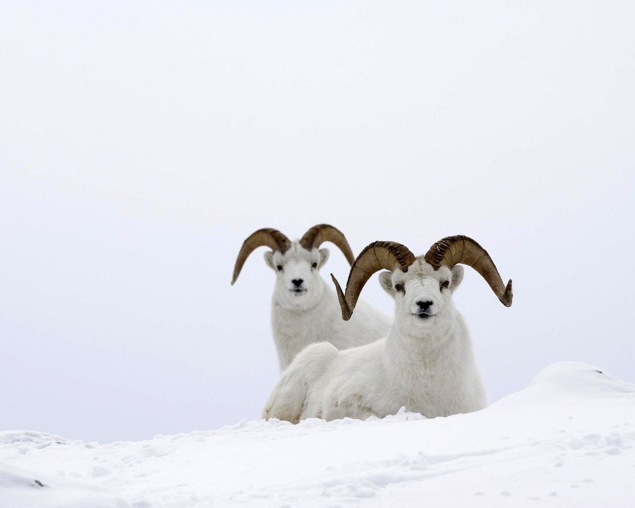 winter season snow frozen goats 1280x1024 wallpaper High Quality Wallpaper, High Definition Wallpaper