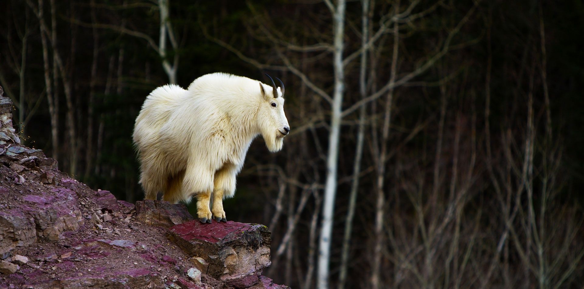 Goat HD Wallpaper. Goats, Mountain goat, Polar bear