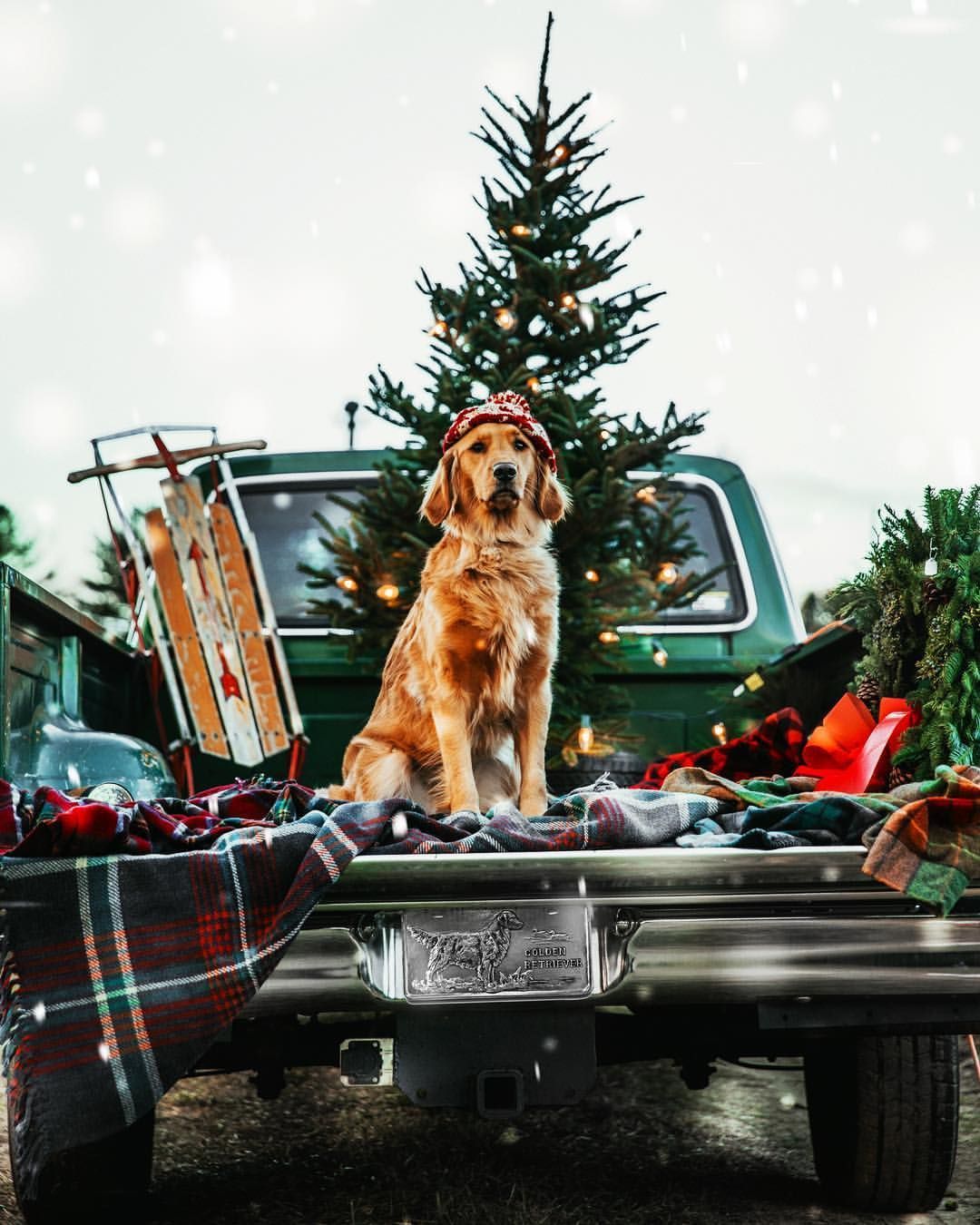 12.6k Likes, 78 Comments And The pets on Instagram: “So I can't bring my favor. Christmas dog, Christmas aesthetic, Christmas picture