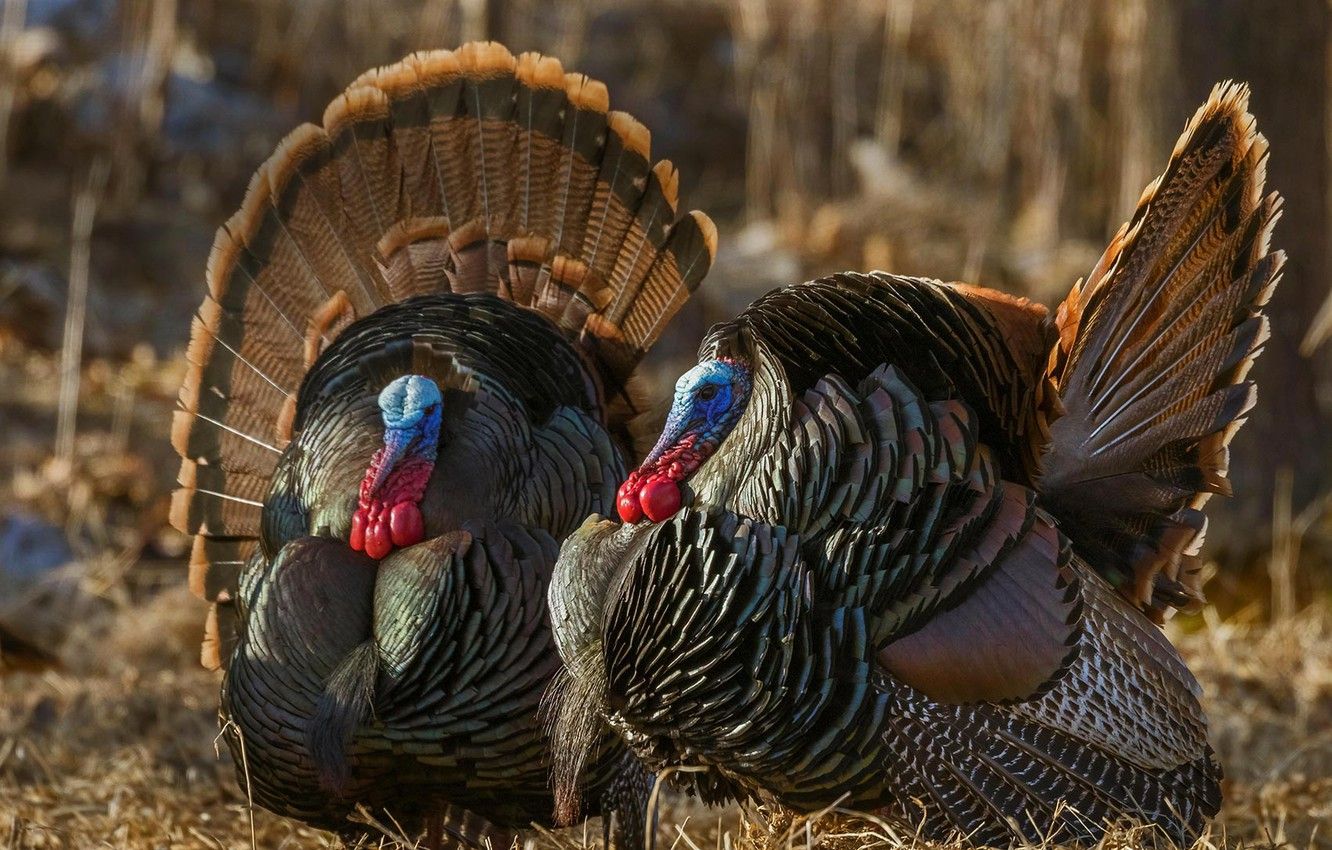 Wallpaper bird, tail, Turkey, turkeys, wild turkey image for desktop, section животные