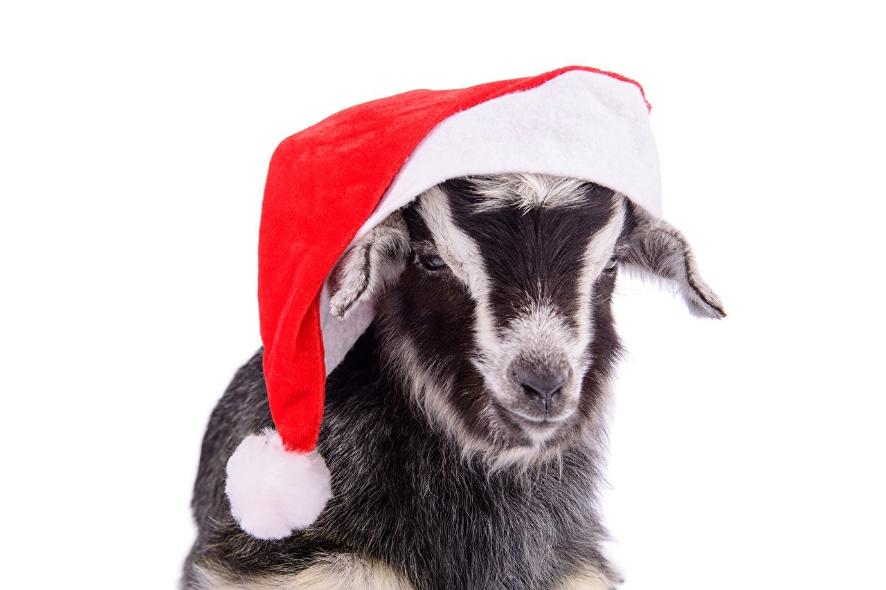 Picture New year 2015 Goats (Sheep) Winter hat Animals Holidays