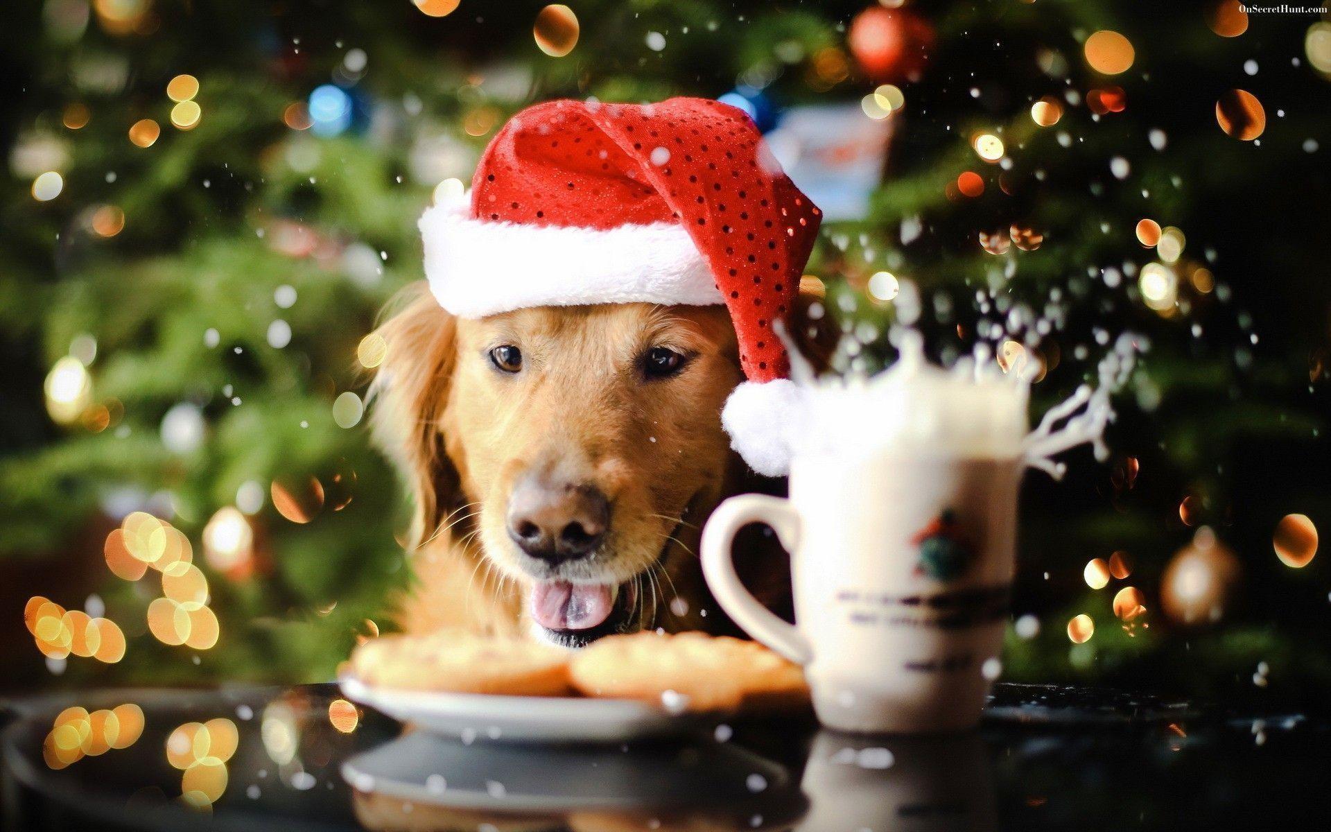 Golden Retriever Christmas Wallpaper Puppy