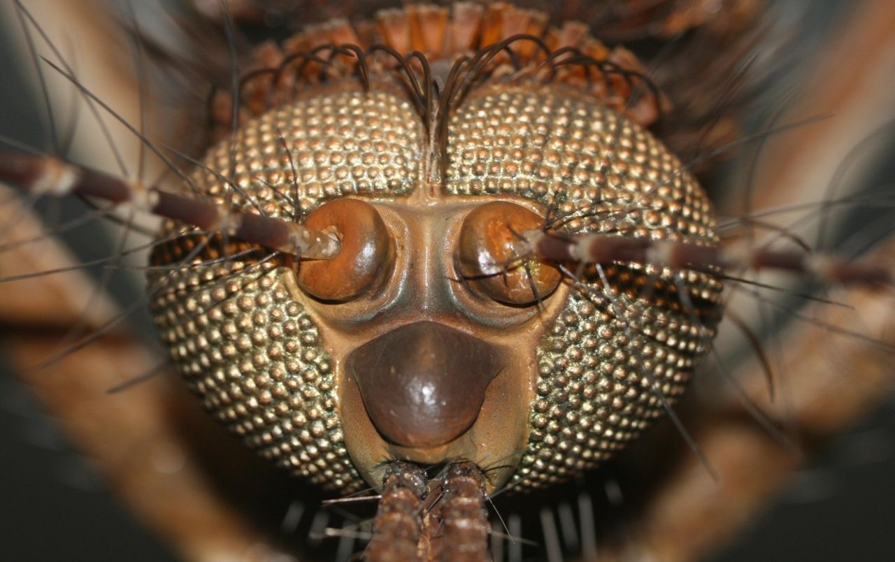 Big insect head wallpaper. Big insect head