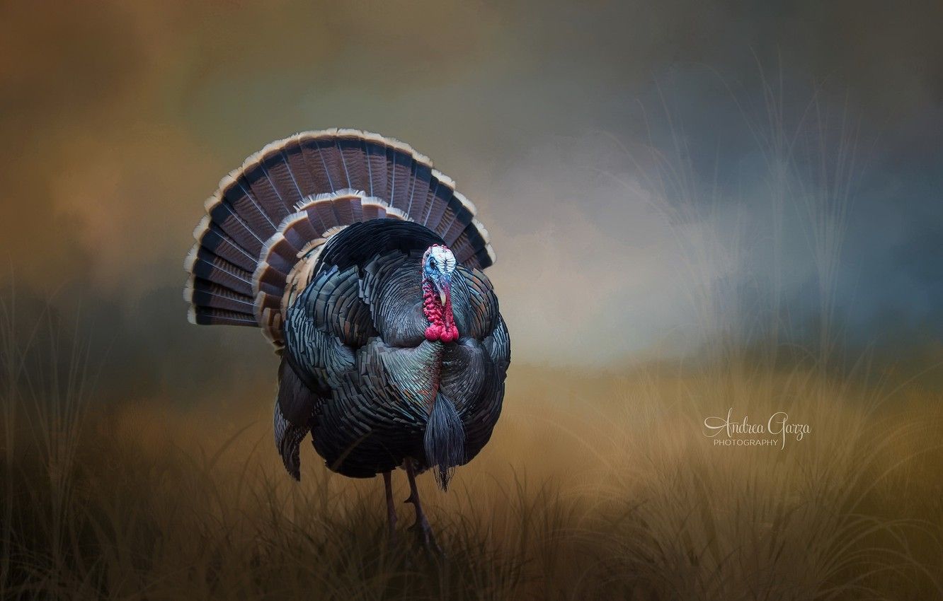 Wallpaper background, bird, Turkey image for desktop, section животные
