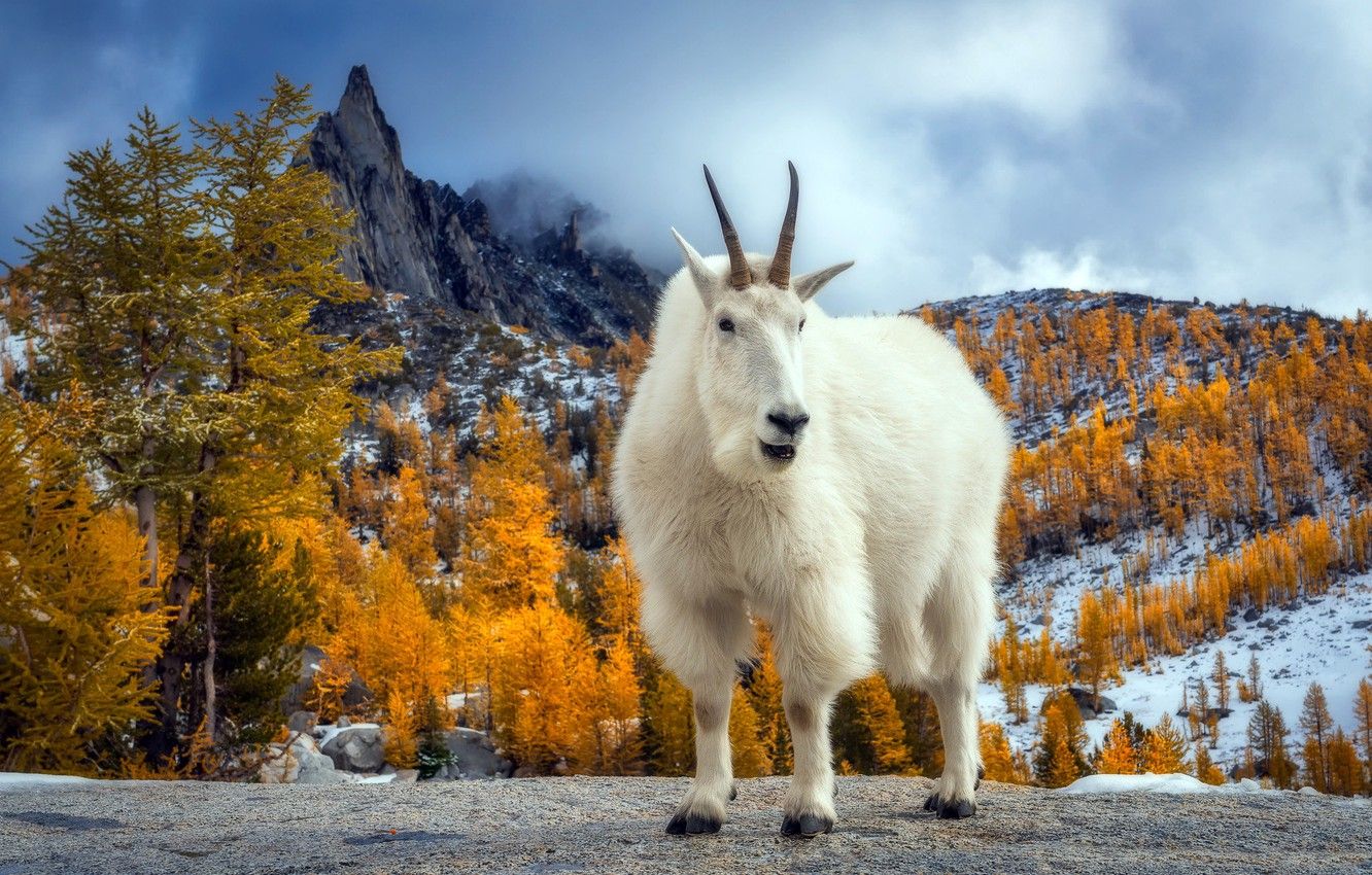 Wallpaper autumn, mountains, goat, Presic Peak image for desktop, section животные