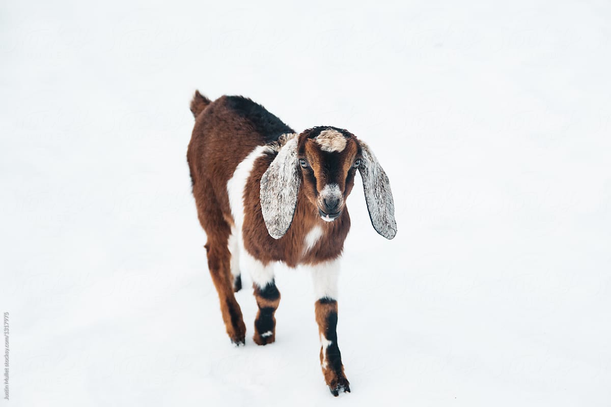 Brown baby goat standing in snow. by Justin Mullet, Goat