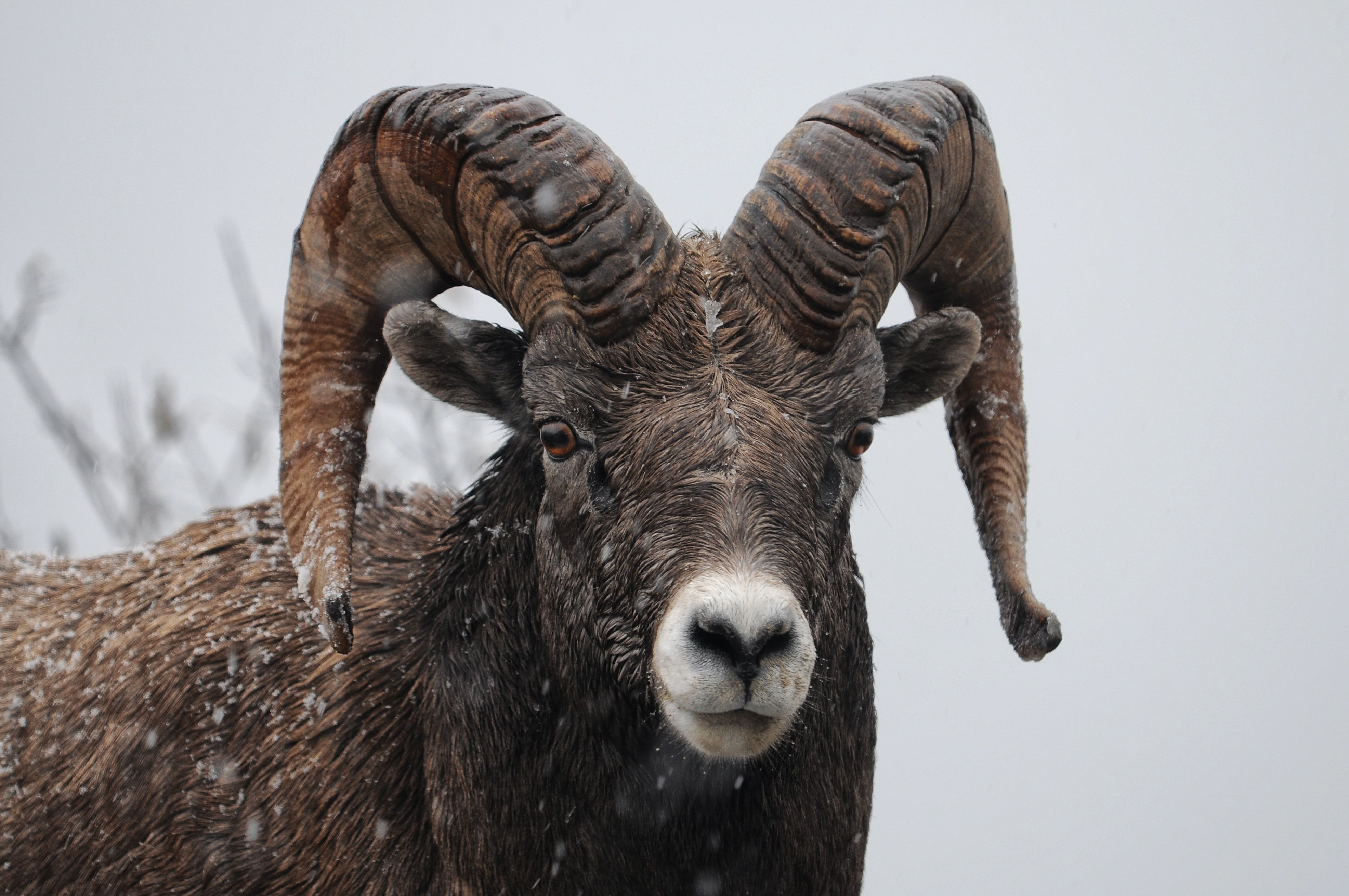 ram goat on snowy day photo