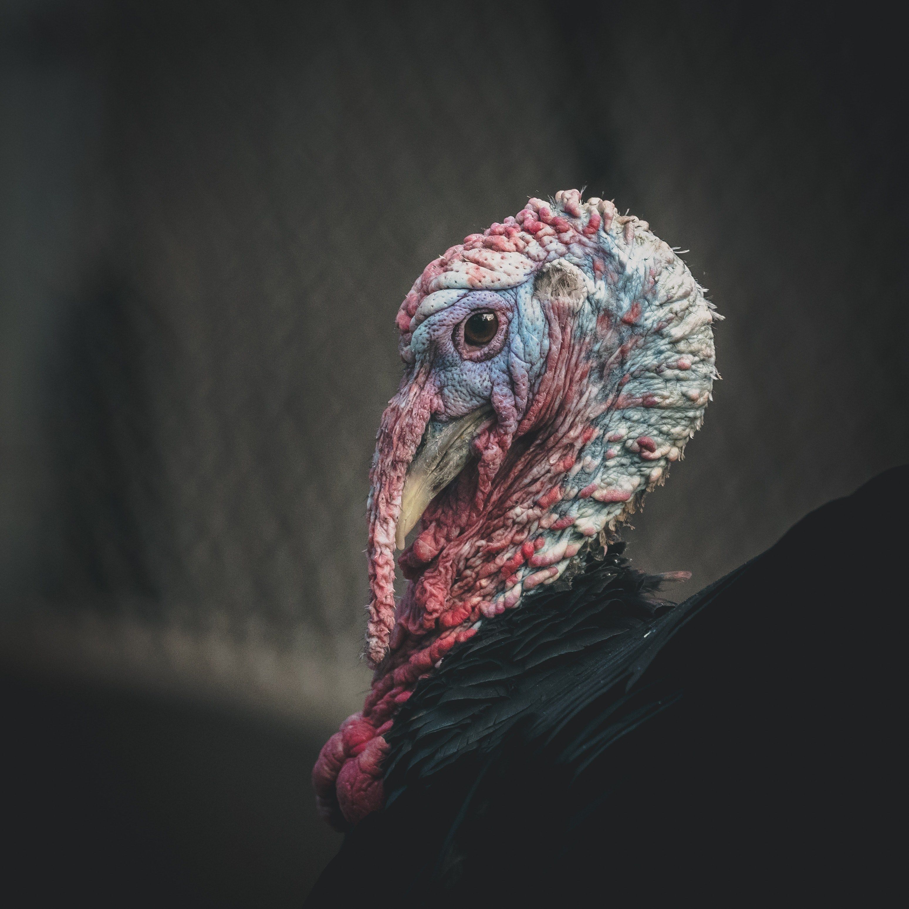 Wallpaper / bird turkey beak and animal HD 4k wallpaper