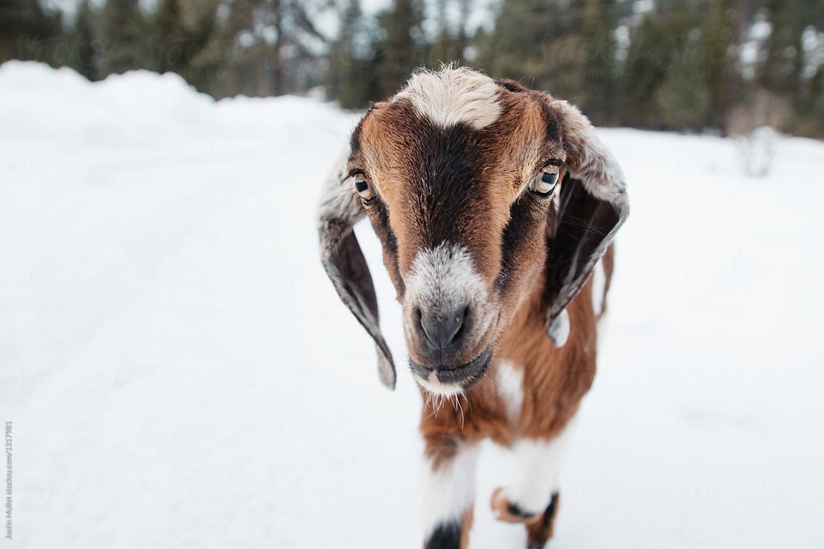 Baby goat looking straight ahead. by Justin Mullet, Goat