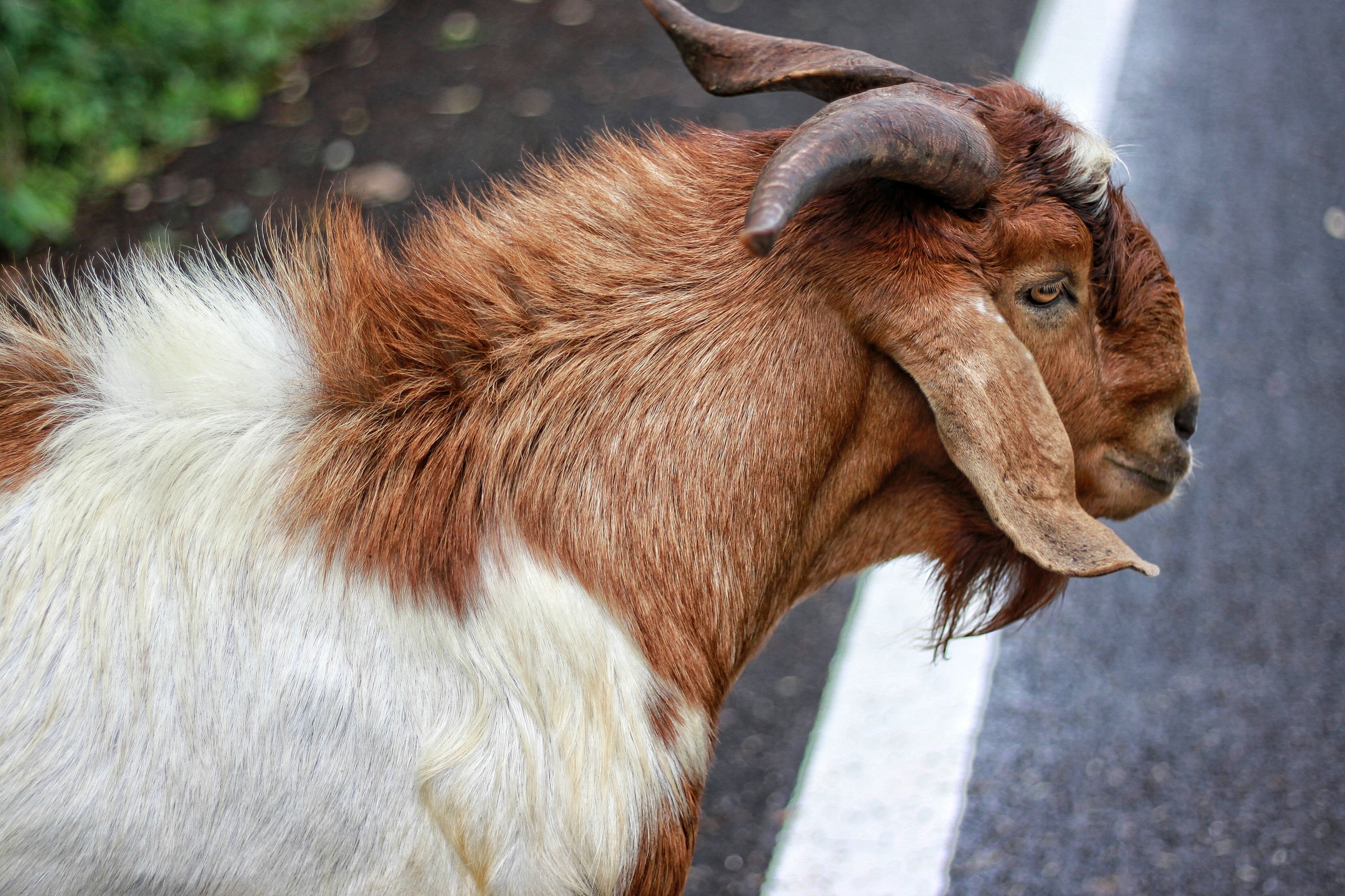 brown and white goat #goat #wool #animal #horns K #wallpaper #hdwallpaper #desktop. Animals, Goats, Wool animals