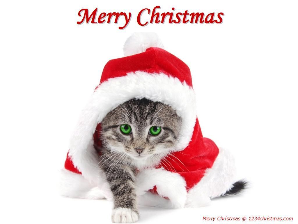 Christmas Kitten Wallpaper. Christmas kitten, Christmas animals, Christmas cats