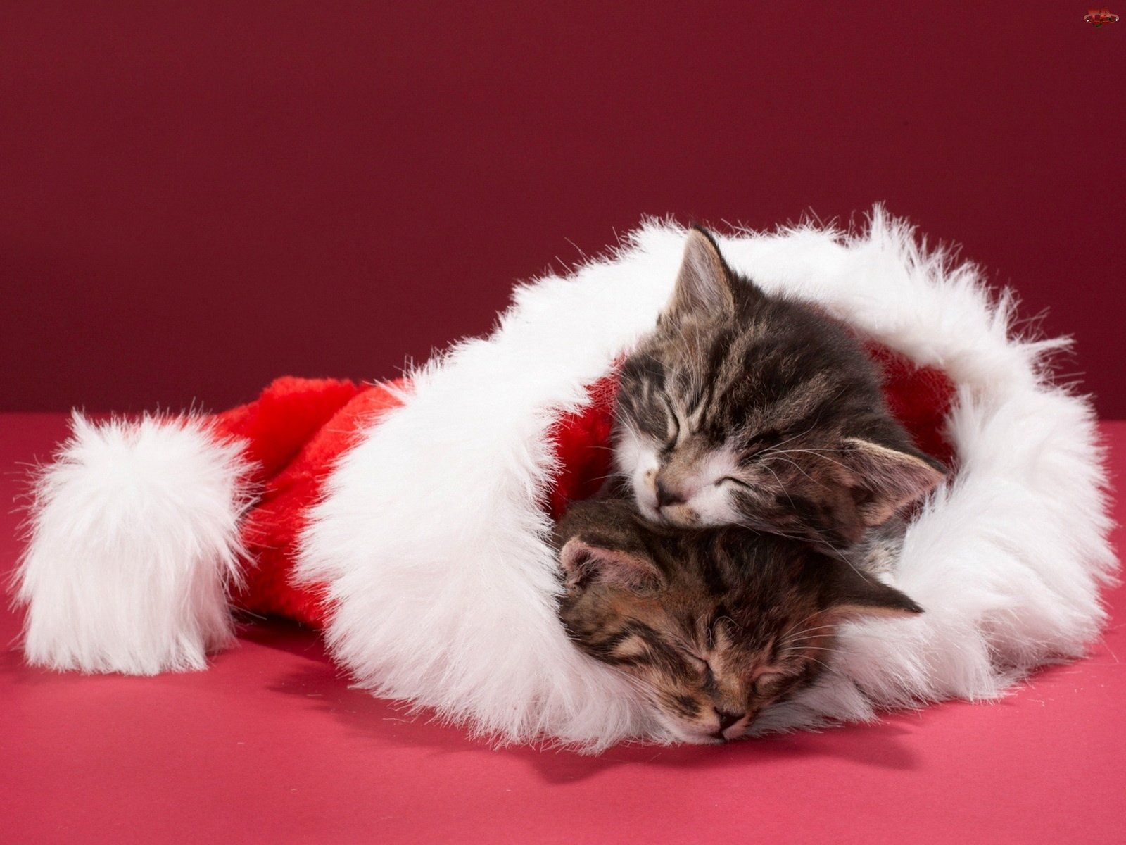 Free Christmas Wallpaper with Cats