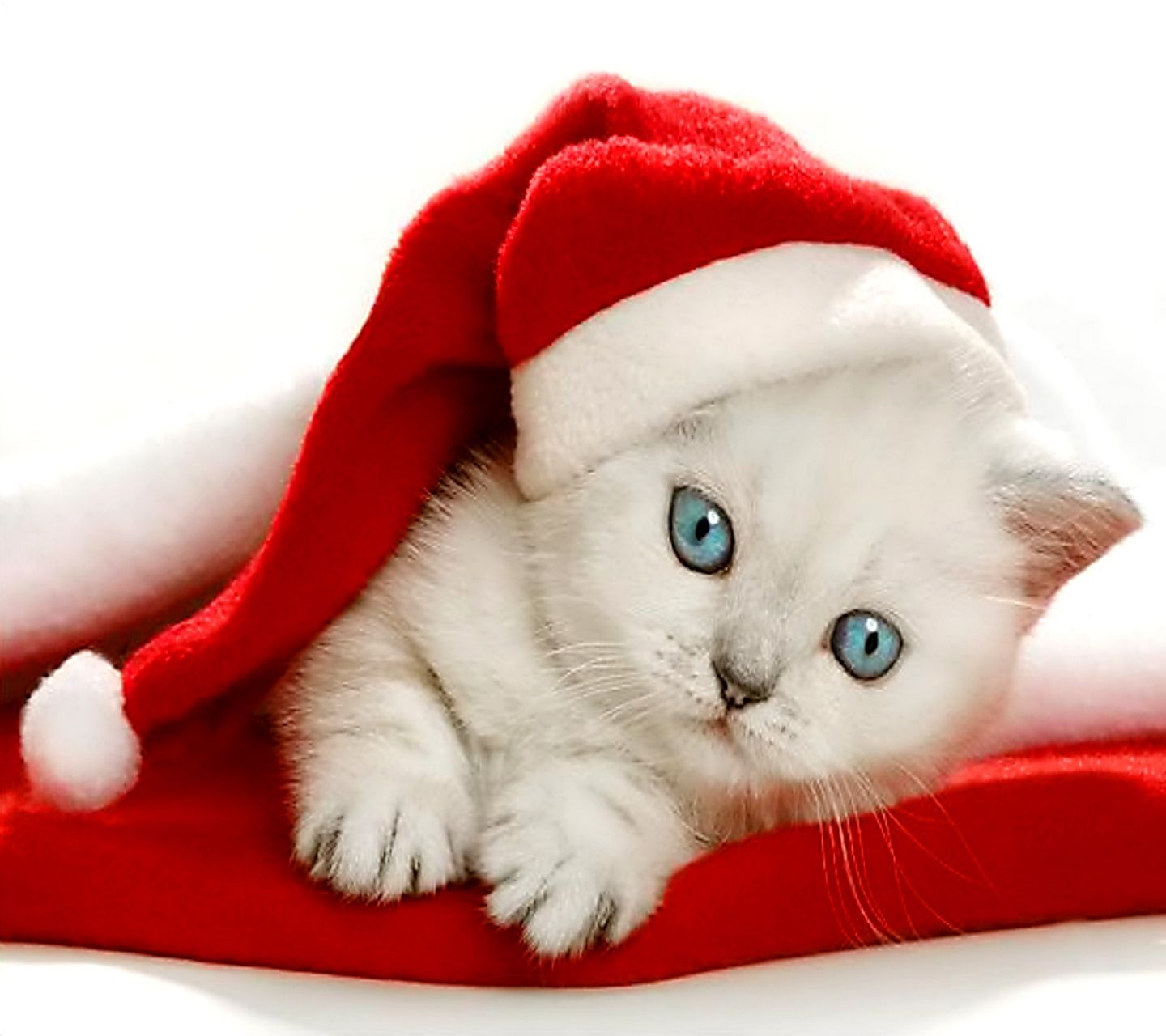 Free download Christmas Kitten HD wallpaper Gallery [1440x1280] for your Desktop, Mobile & Tablet. Explore Picture Of Christmas Wallpaper. Picture Of Christmas Background, Picture Of Christmas Wallpaper, Picture Of Christmas Wallpaper