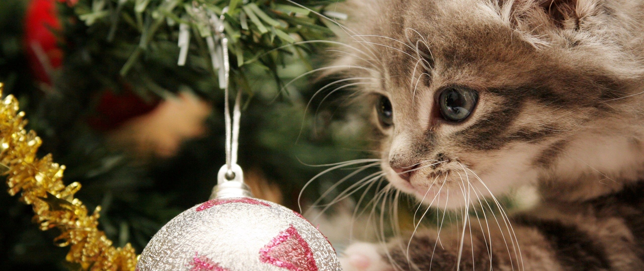Download wallpaper 2560x1080 kitten, christmas ball, play, face, furry dual wide 1080p HD background