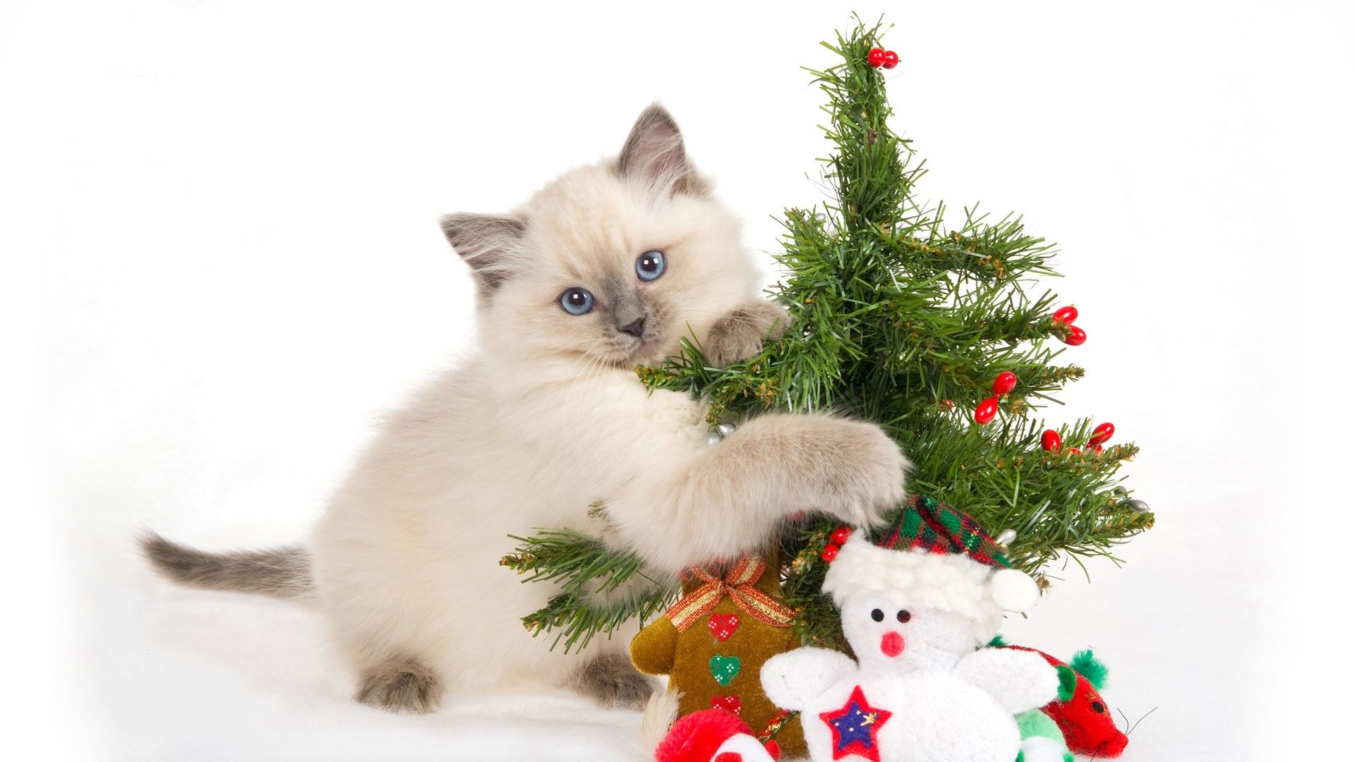 Download Wallpaper 1920x1080 kitten, spotted, toys, tree, new year, christmas Full HD 1080p HD Background