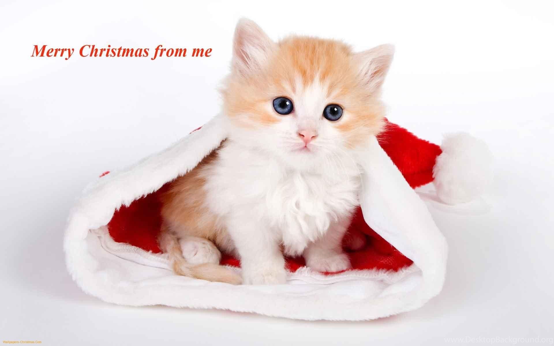 Merry Christmas 2015 Collection Of Xmas Puppies And Kittens Desktop Background