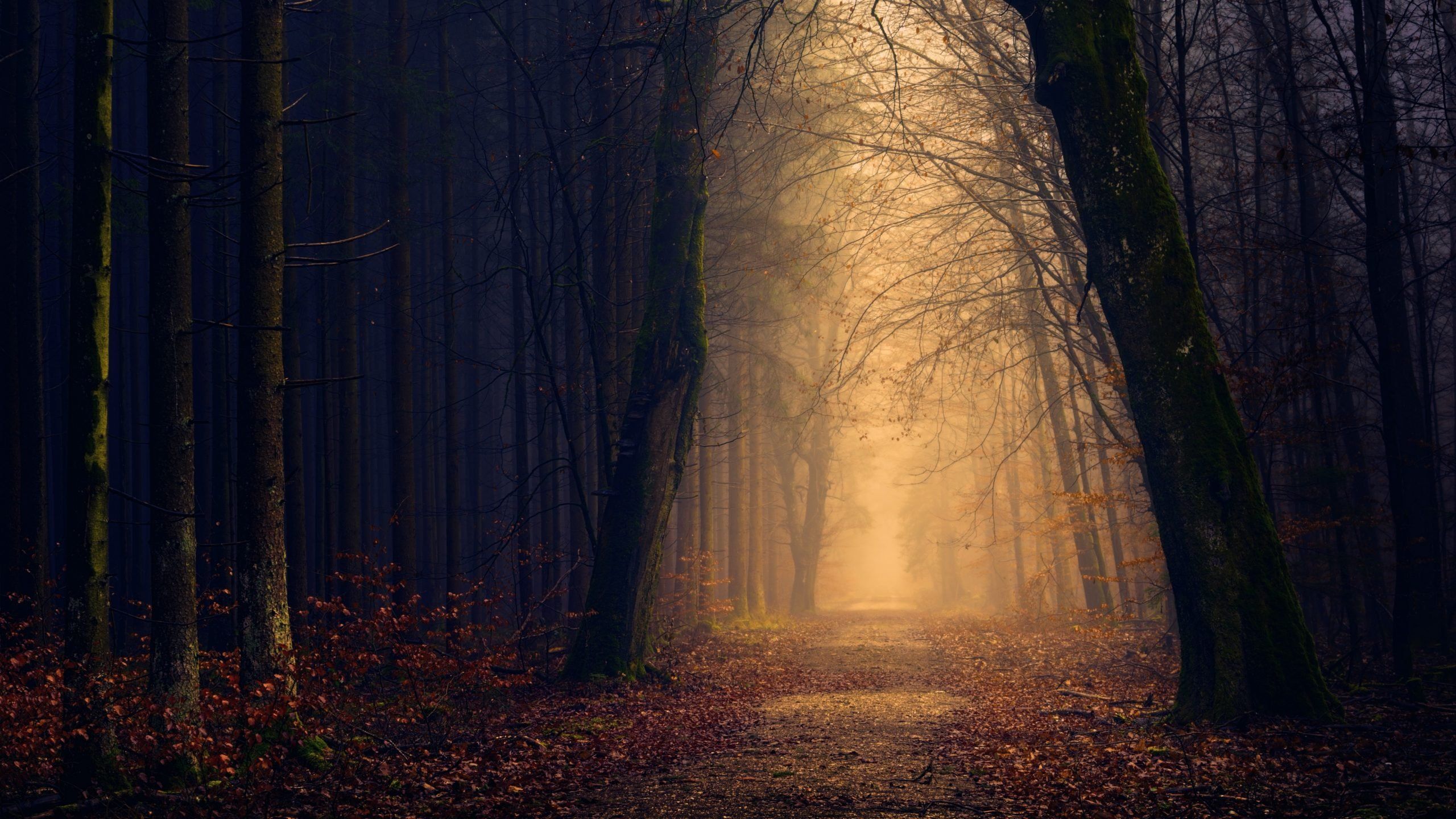 Forest Road Nature 4k Wallpaper For Macbook, IPad & IPhone