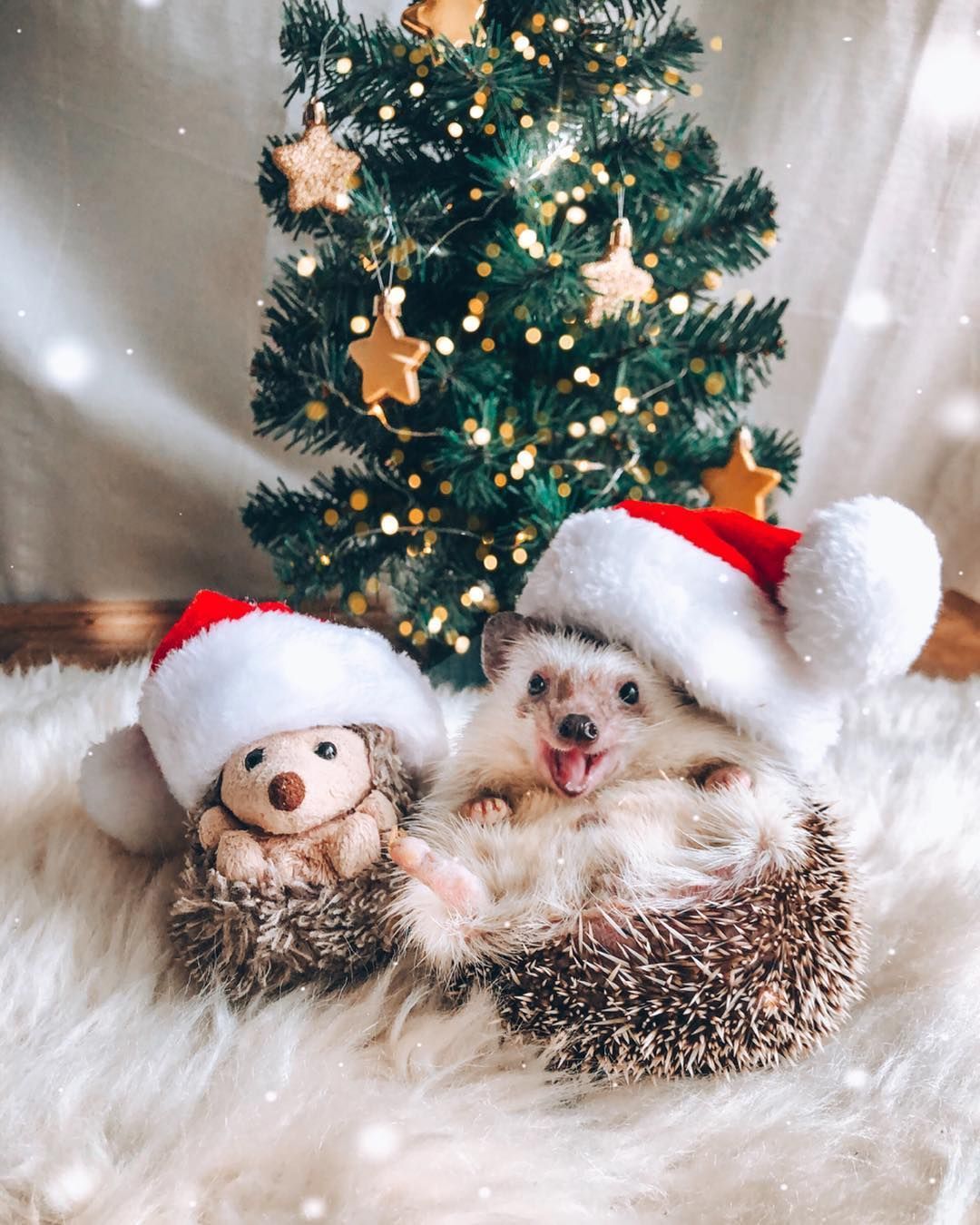 Mr.Pokee the Hedgehog on Instagram: “It's the HAPPIEST time of the year