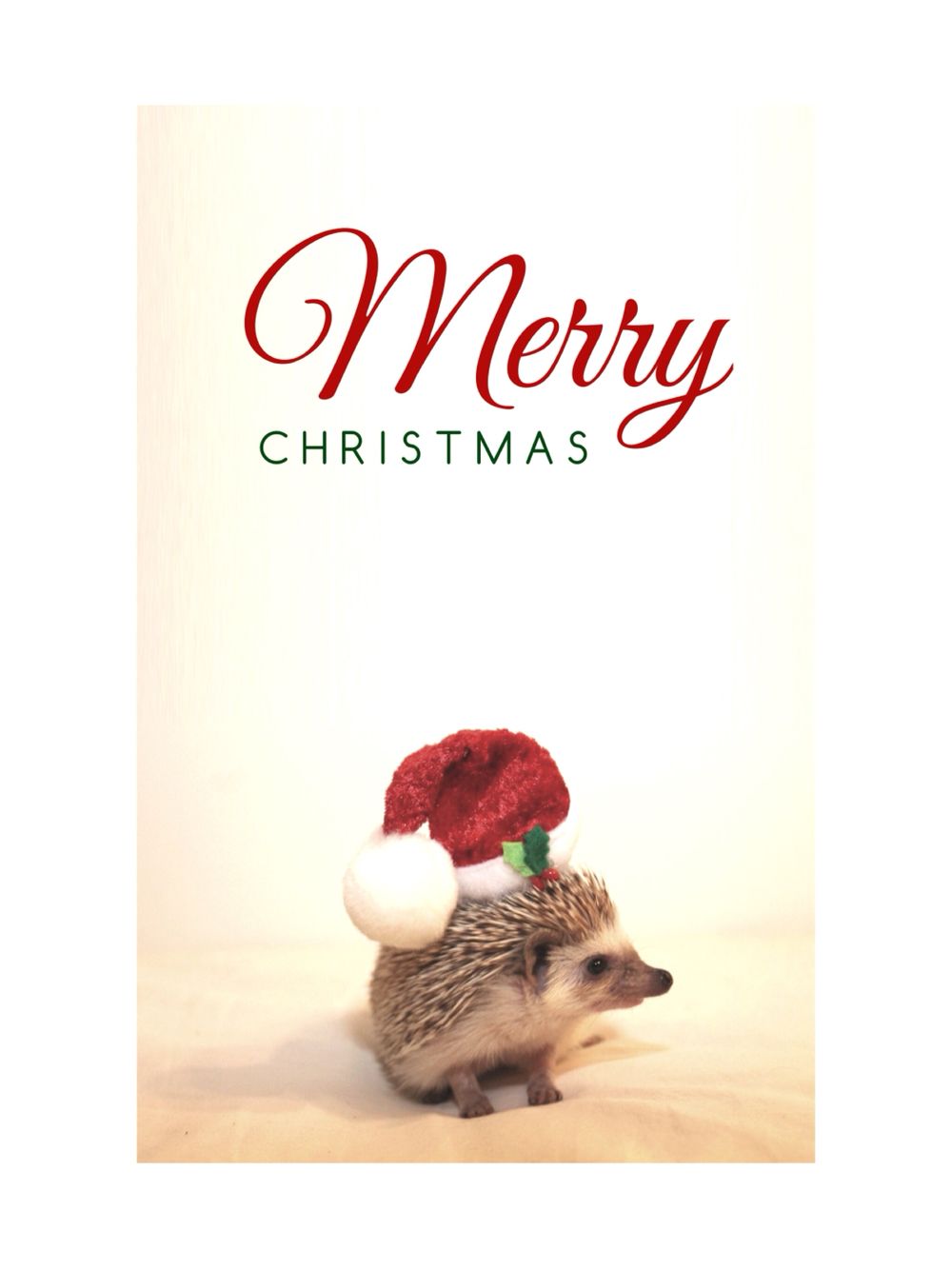 Hedgehog Christmas wallpaper. Hedgehog christmas, Christmas wallpaper, Merry christmas