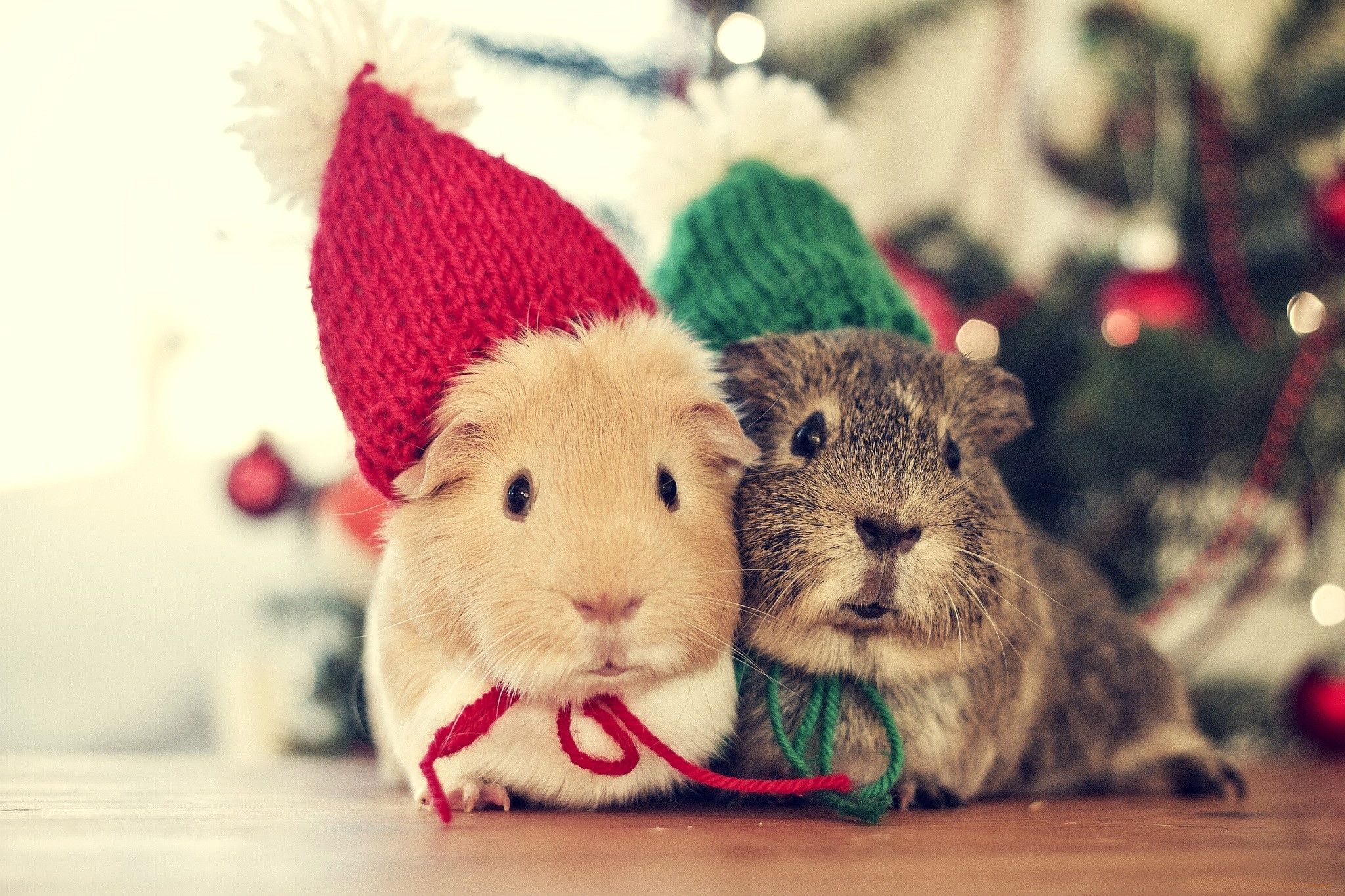 Christmas Animals Cute Wallpapers - Wallpaper Cave