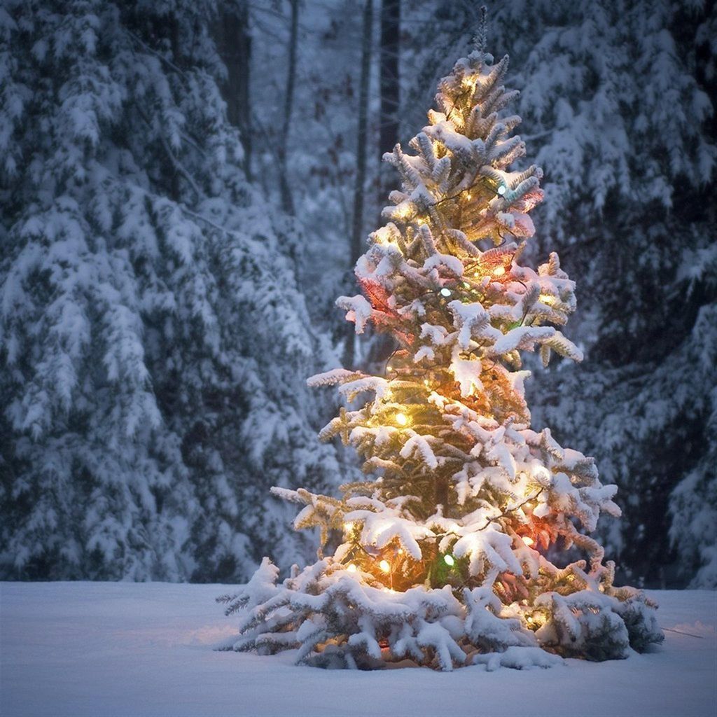 Neon Light On Snowy Christmas Tree #iPad #wallpaper. Snowy christmas tree, Christmas lights wallpaper, Christmas lights