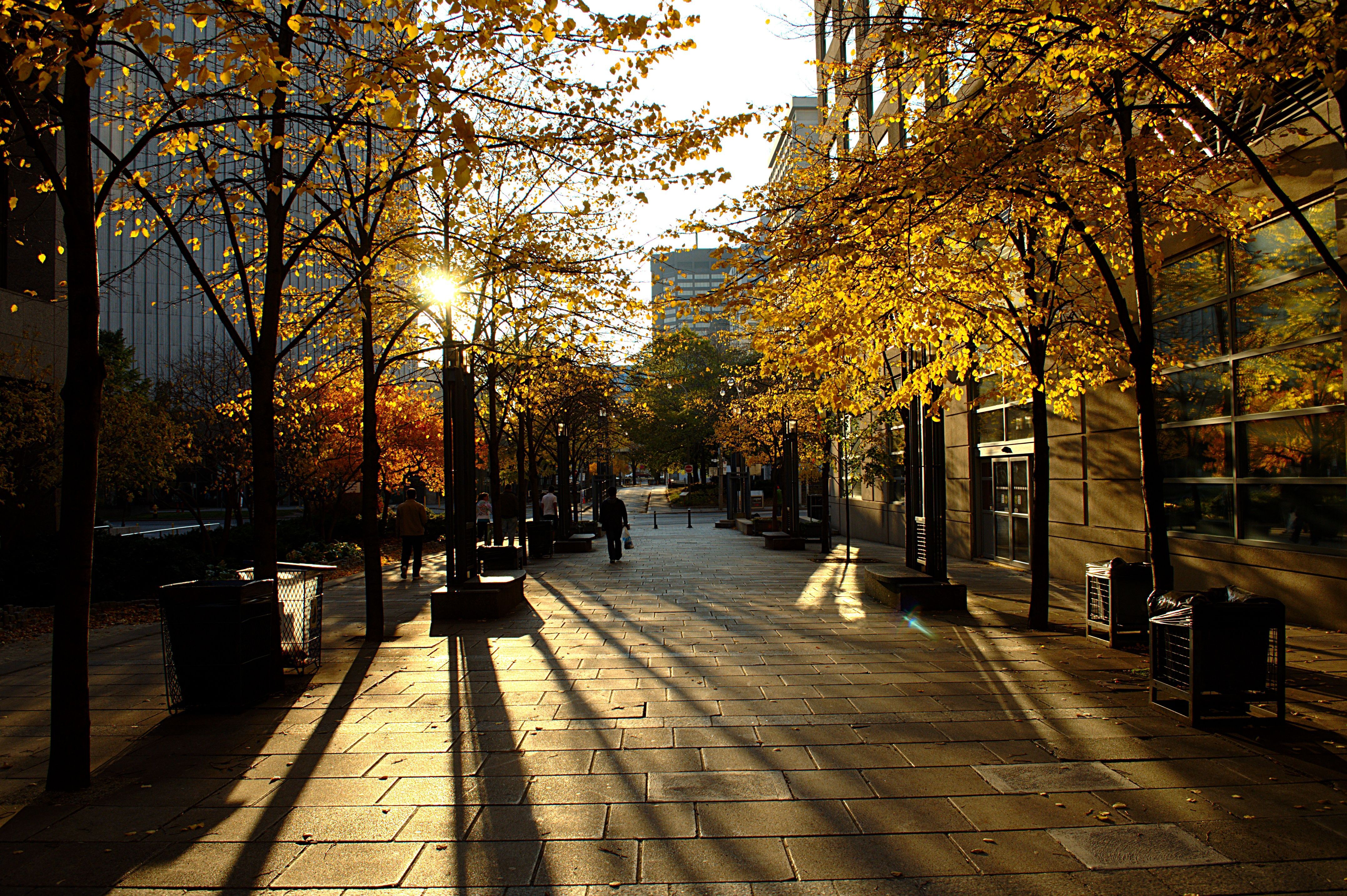 Rays of autumn light in. Toronto picture, Autumn lights, Widescreen wallpaper