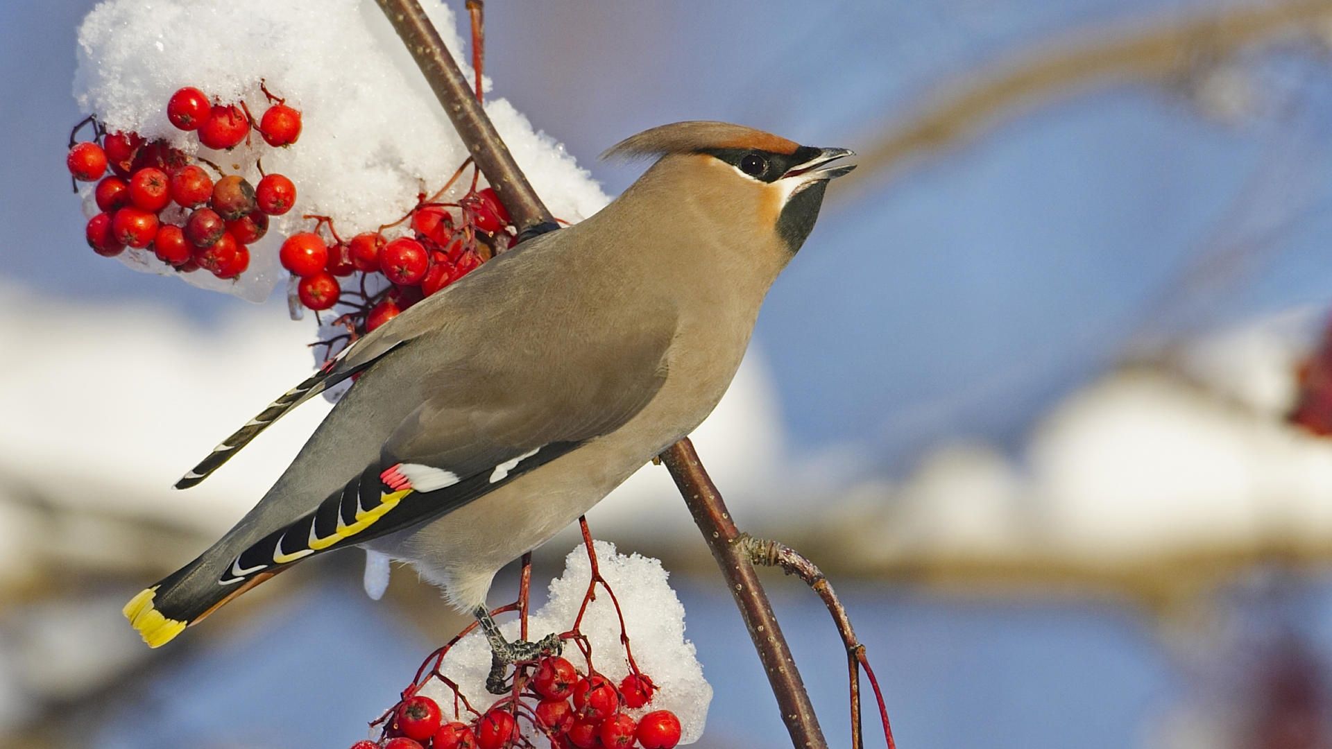 Beautiful Birds Full Size HD Wallpaper Waxwing Bird Wallpaper & Background Download