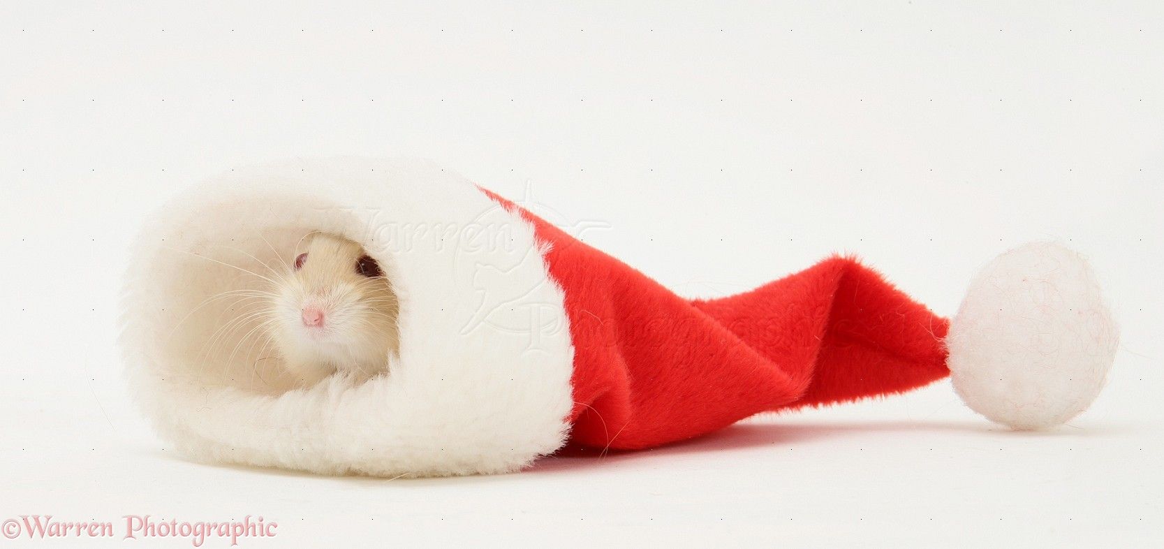 christmas hamster stuff