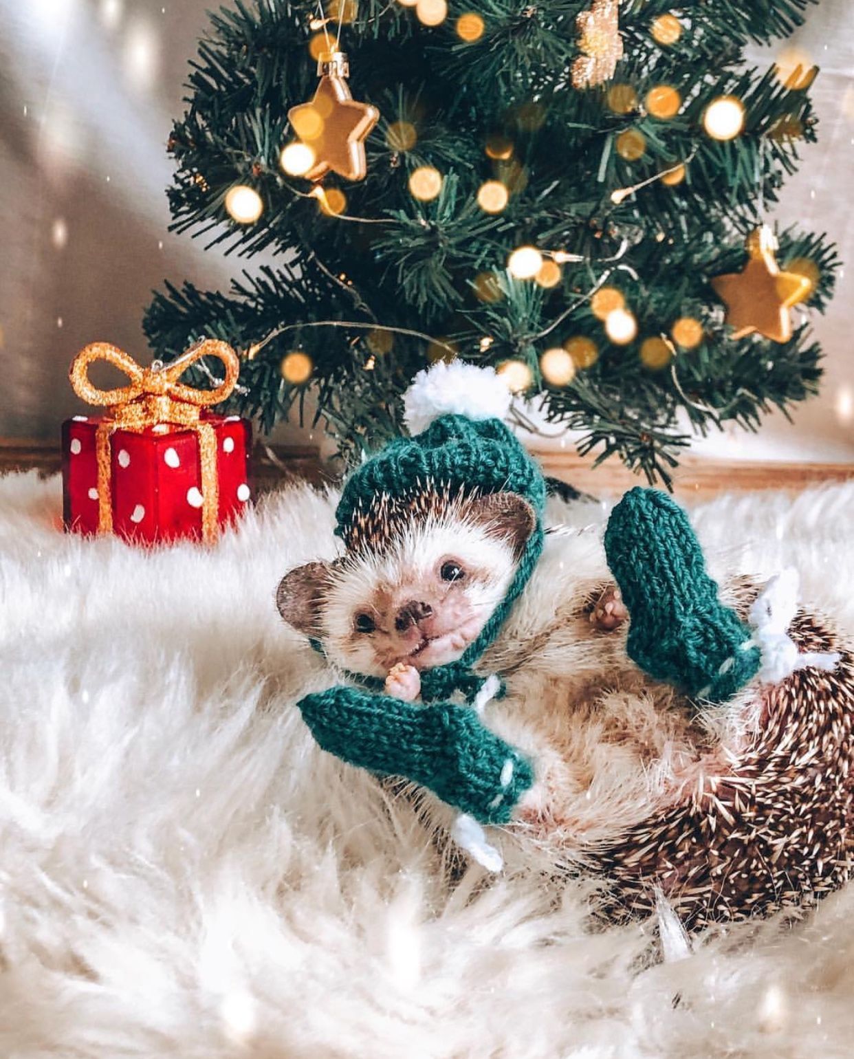 Merry Christmas from Mr. Pokee. Cute animals, Cute hedgehog, Cute creatures