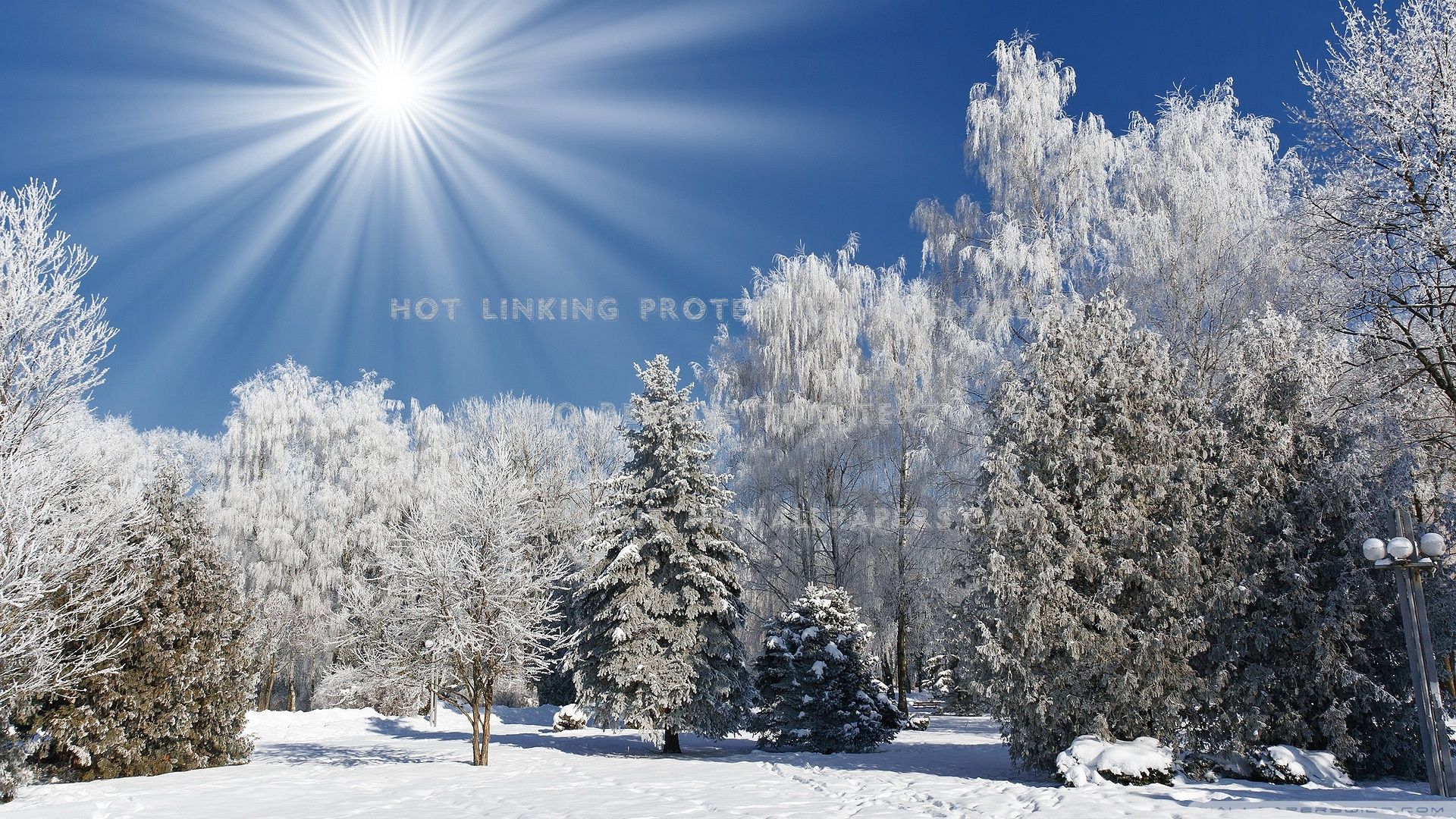sunny winter landscape snow forest nature