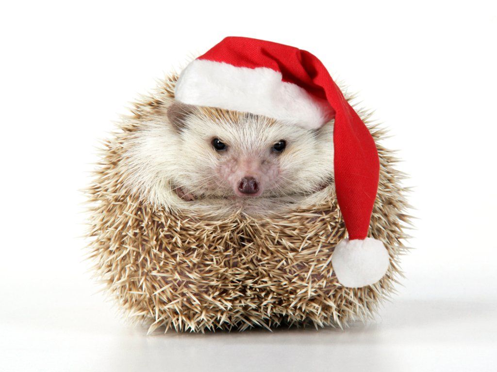 Santa's Little Helper Pantheon / SuperStock. Cute hedgehog, Cute animals, Cute baby animals