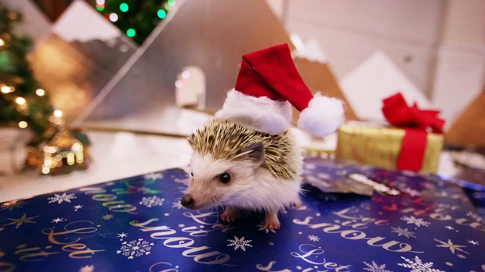 Hedgehog Christmas! In 4K!