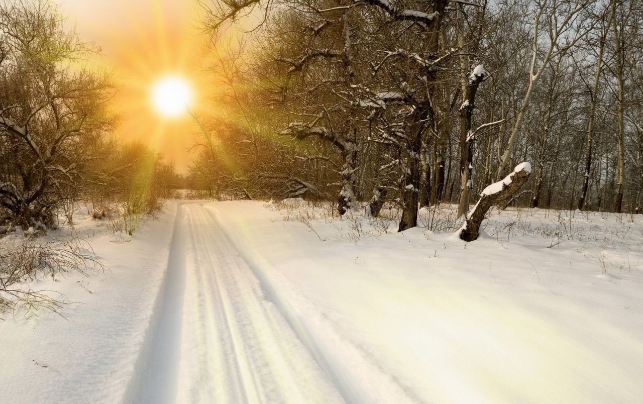 Sunny Winter Forest wallpaper. Sunny Winter Forest
