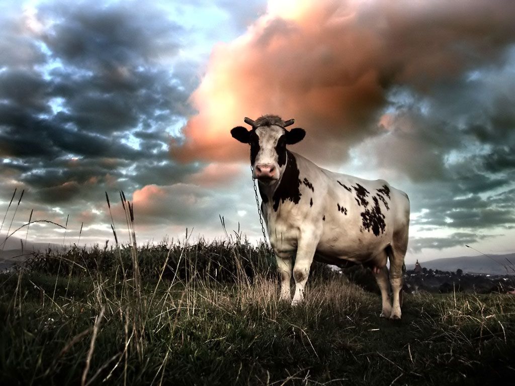 Cattle Wallpaper Free Cattle Background