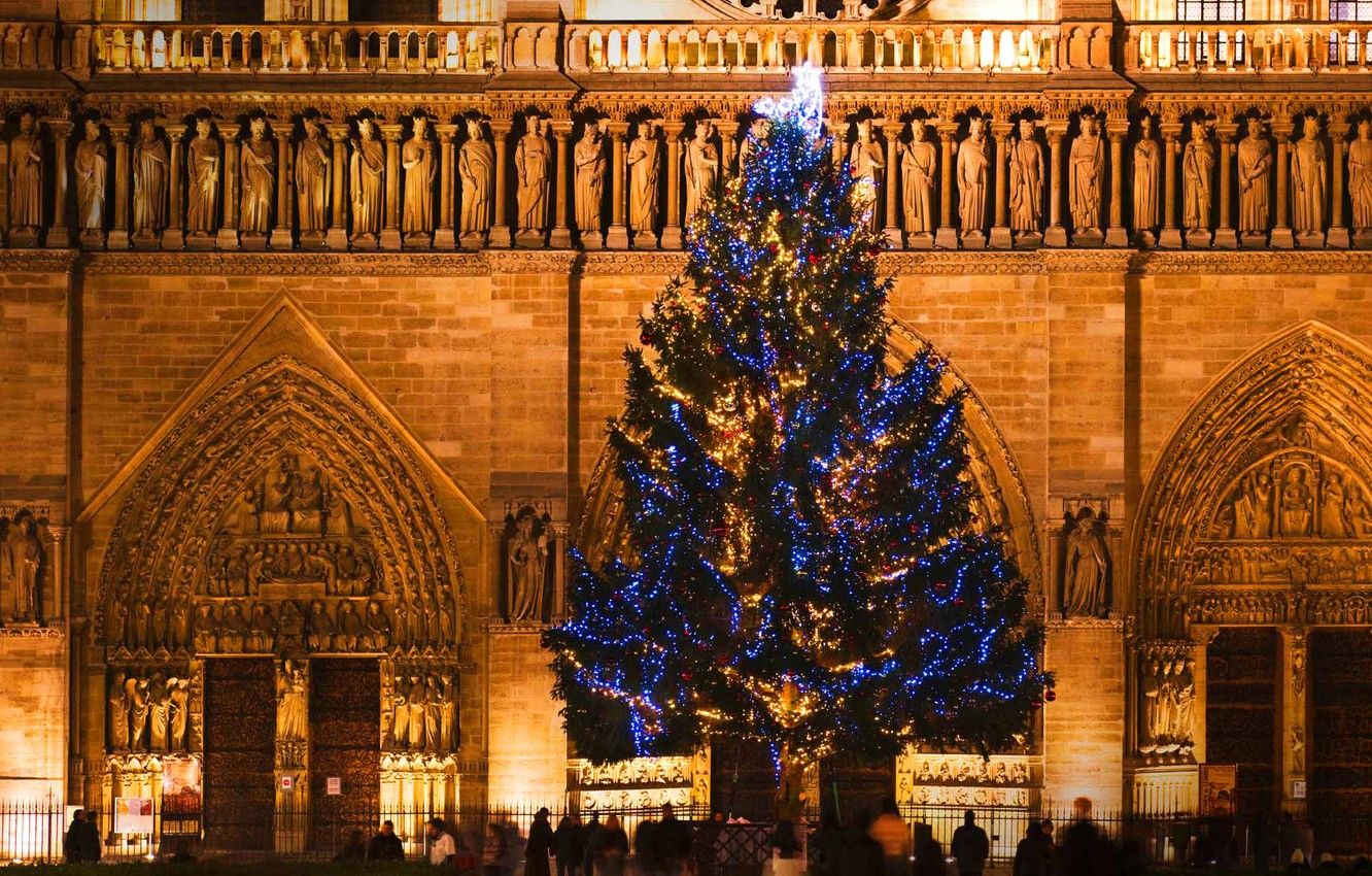 Wallpaper France, Paris, tree, Christmas, Cathedral, Notre Dame de Paris image for desktop, section праздники