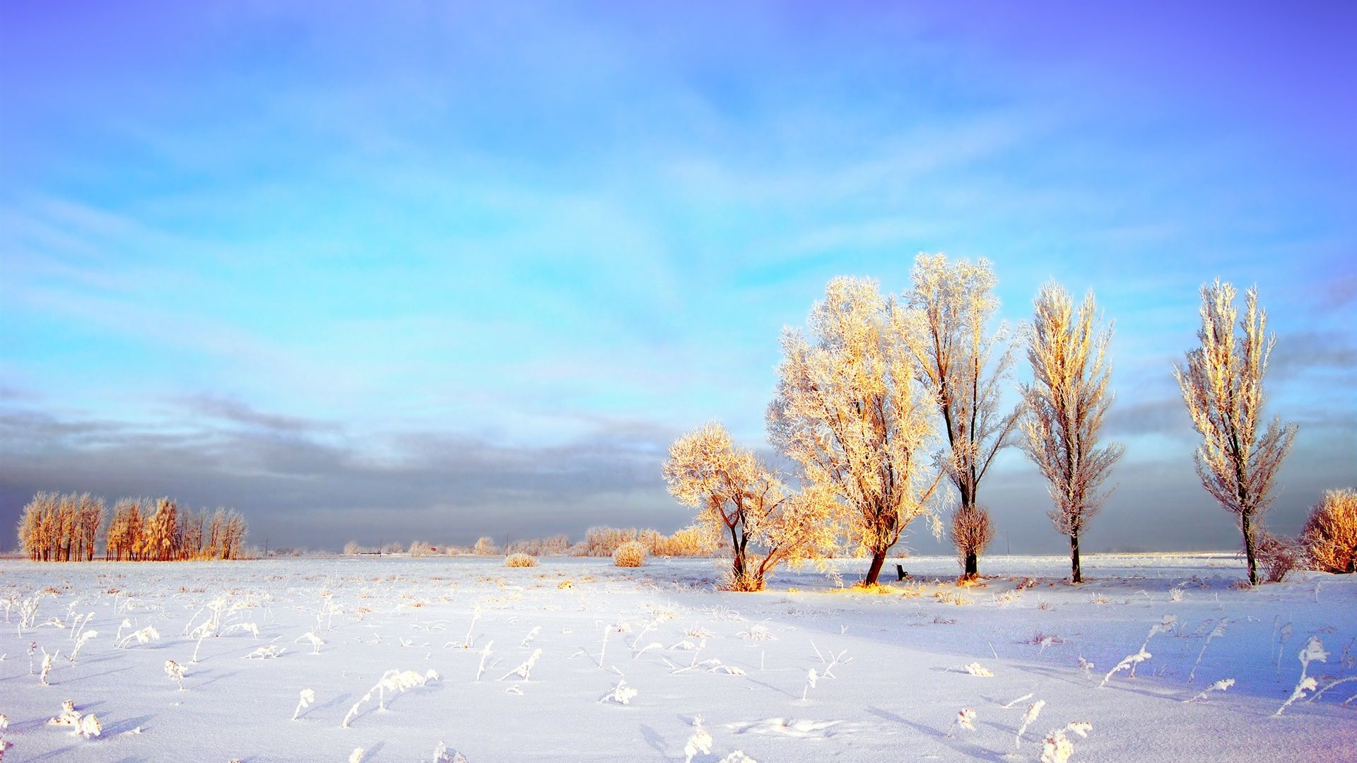 Wallpaper The thick snow of the winter wheat fields 2560x1600 HD Picture, Image