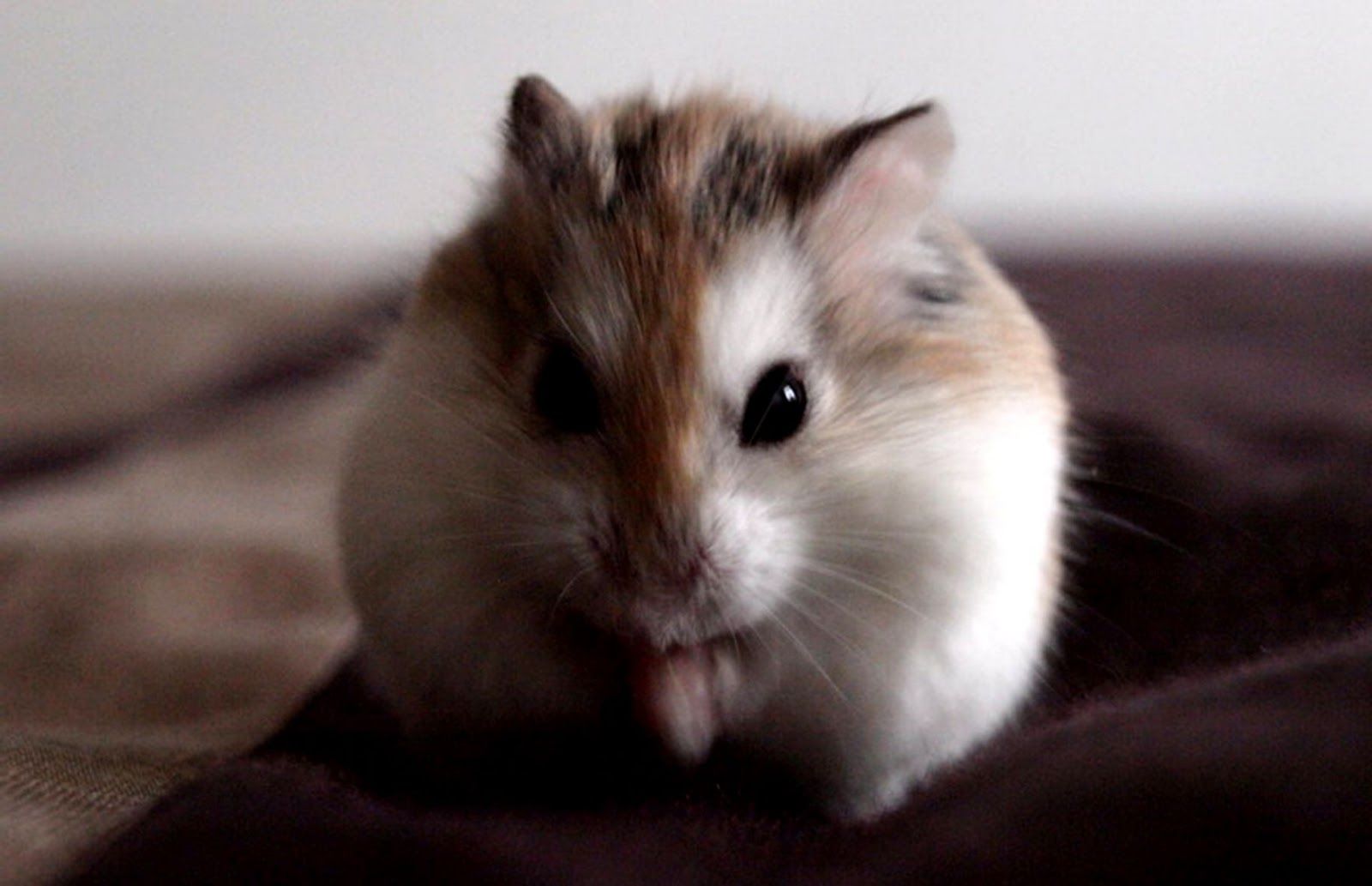 Cute Hamster Id