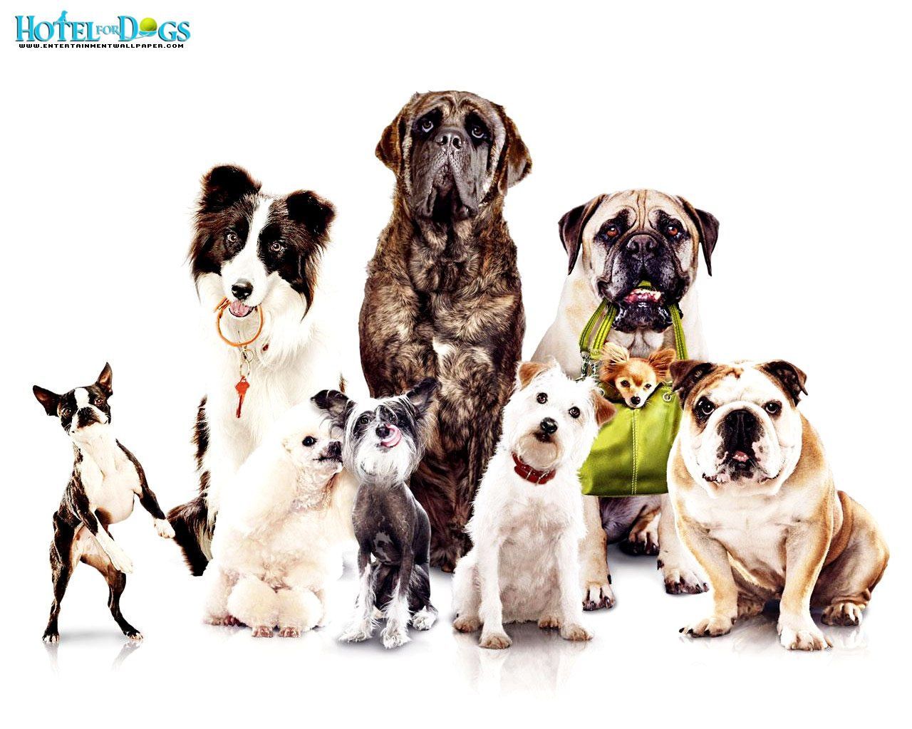 desktop wallpaper picture of dogs. Dog hotel, Dog friends, Dogs