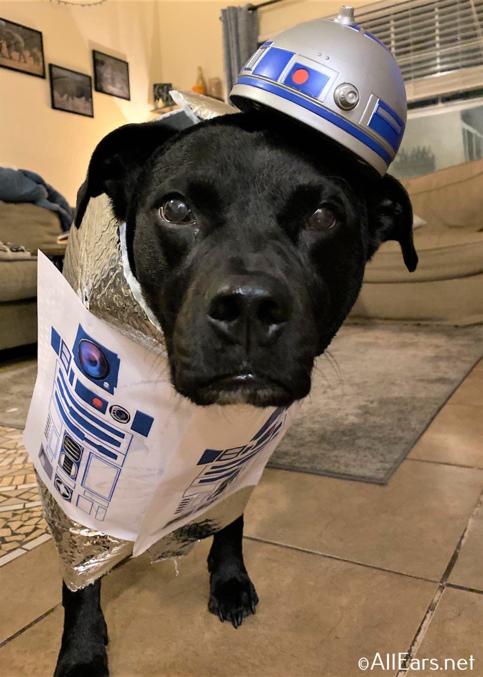 The AllEars Team Is Dressing Their Pets Up as Disney Characters to Deal with Social Distancing