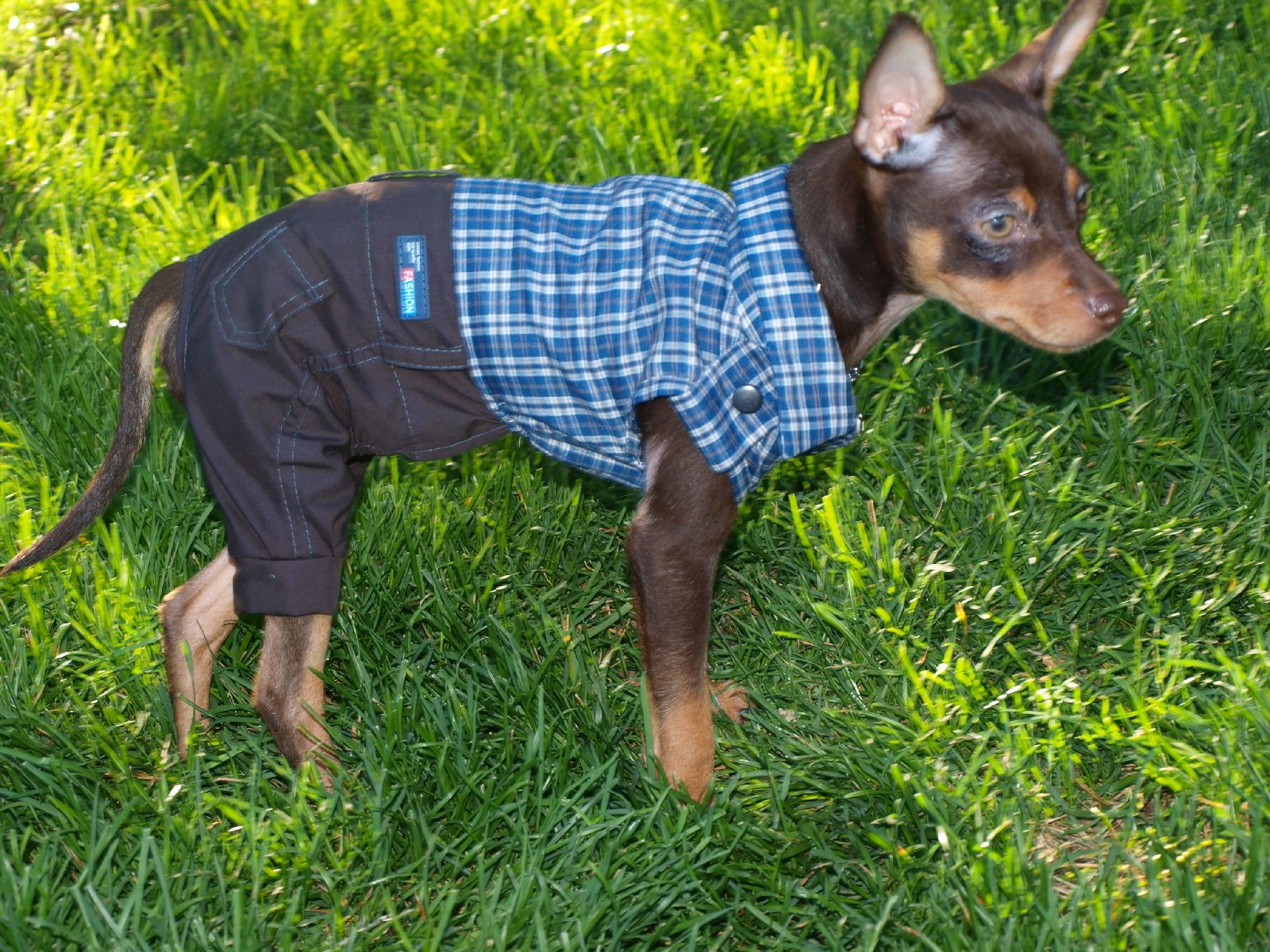 Miniature Pinscher dressed up like a boy wallpaper and image, picture, photo