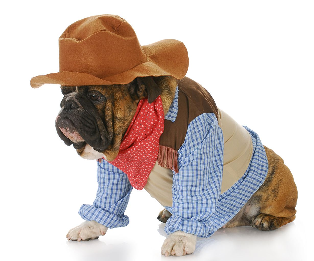 Picture animal Clothing Dogs Bulldog Hat Uniform