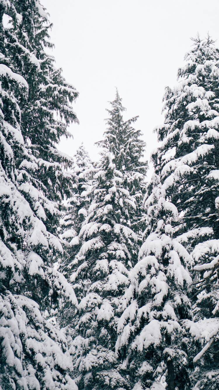 Snow Covered Trees. #winter #snow. Wallpaper iphone christmas, Christmas phone wallpaper, iPhone wallpaper winter