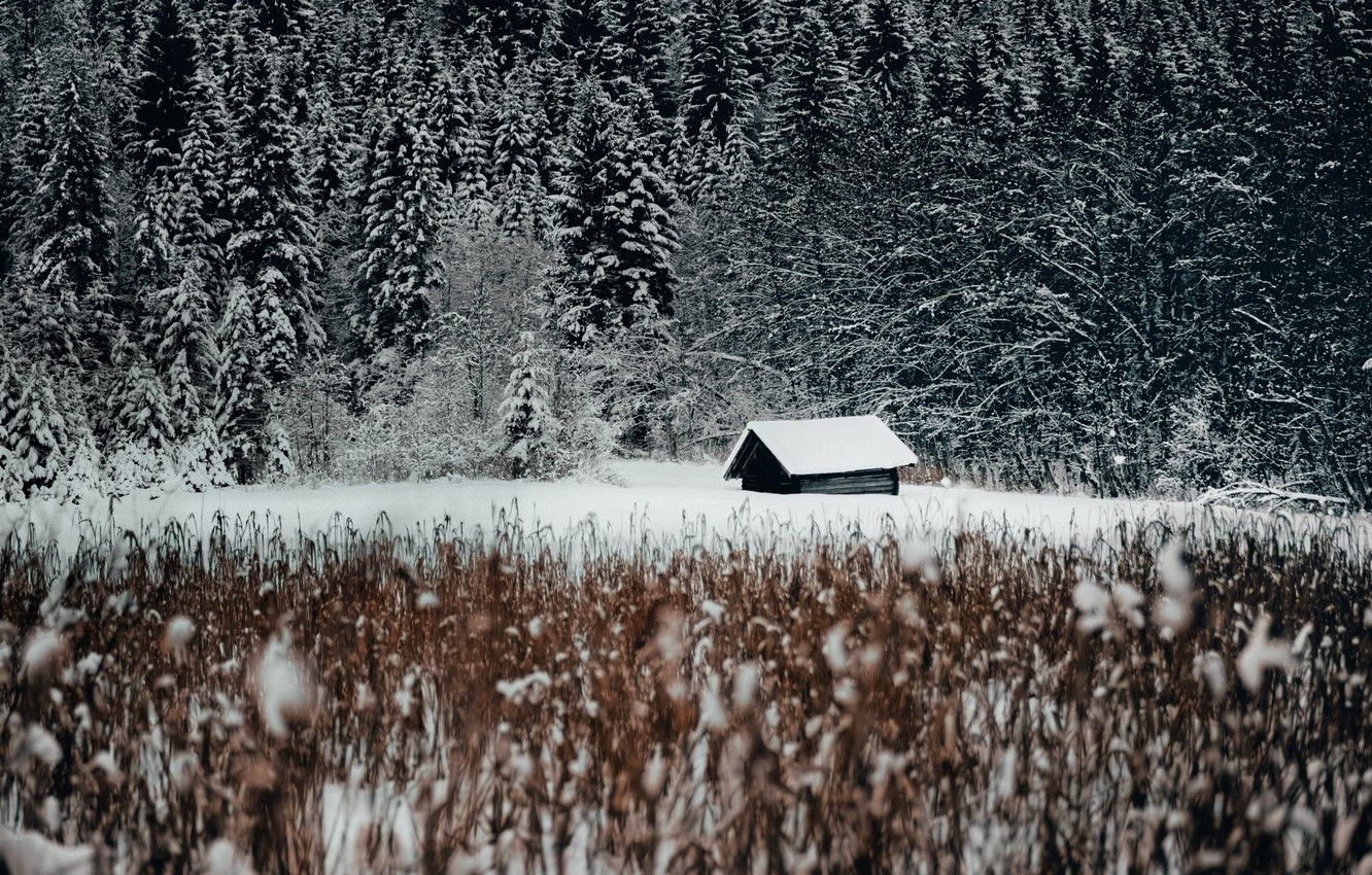 Wallpaper house, forest, trees, Germany, winter, Europe, snow, landscapes, edge, shack, cabin, tall grass, 2k HD background image for desktop, section пейзажи