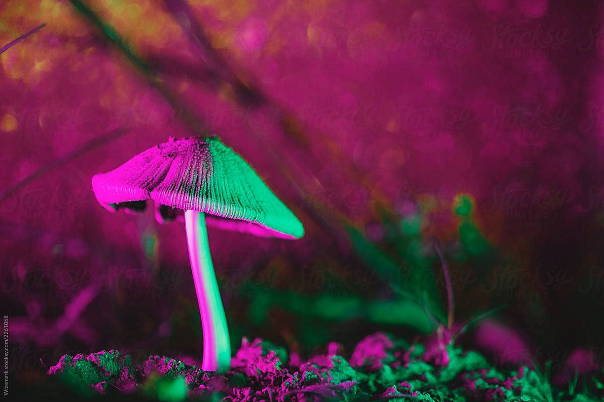 Colorful Psychedelic Mushrooms by Wizemark, Mushroom