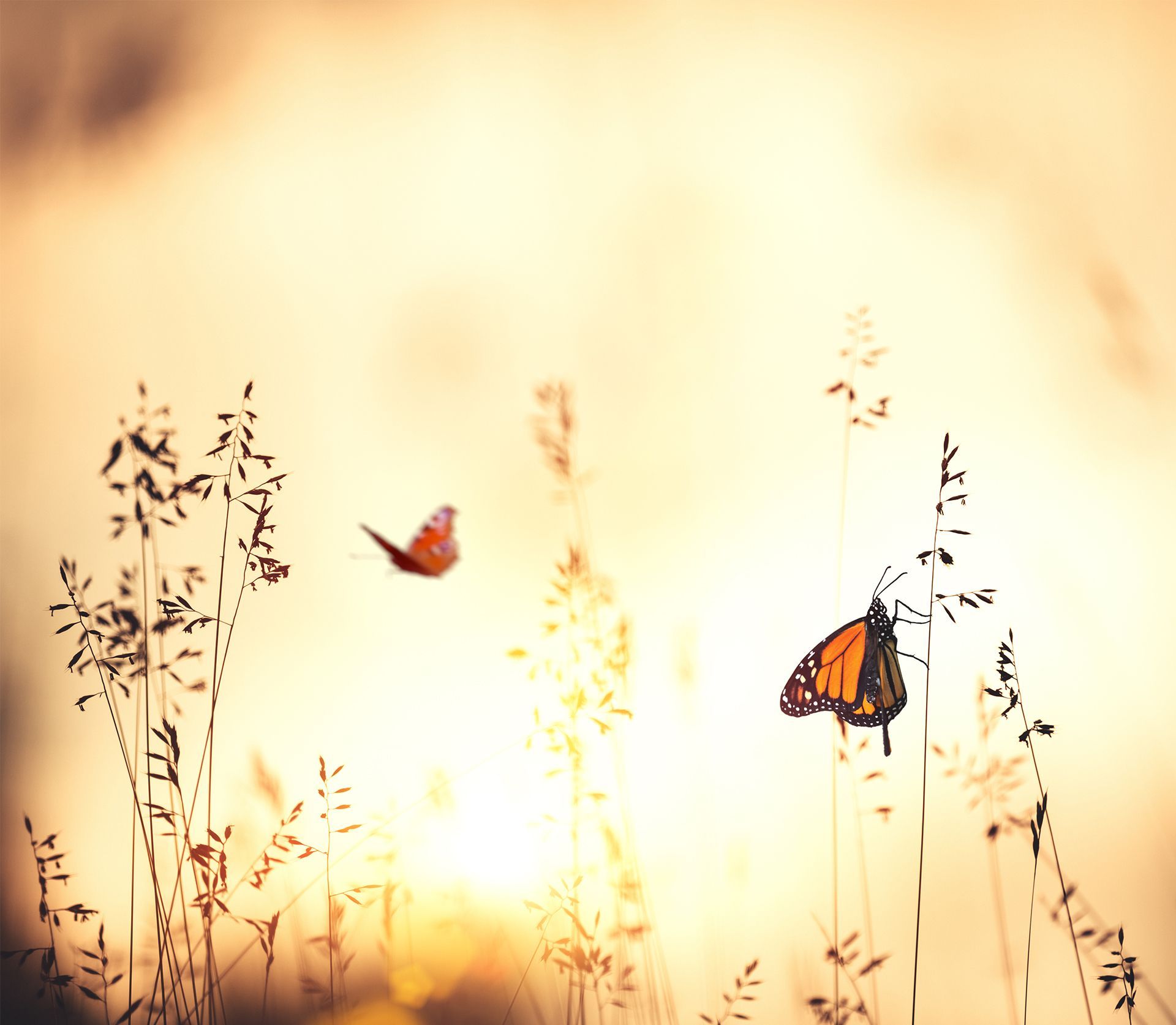 Forest Fly Butterfly Wallpaper Free Forest Fly Butterfly Background