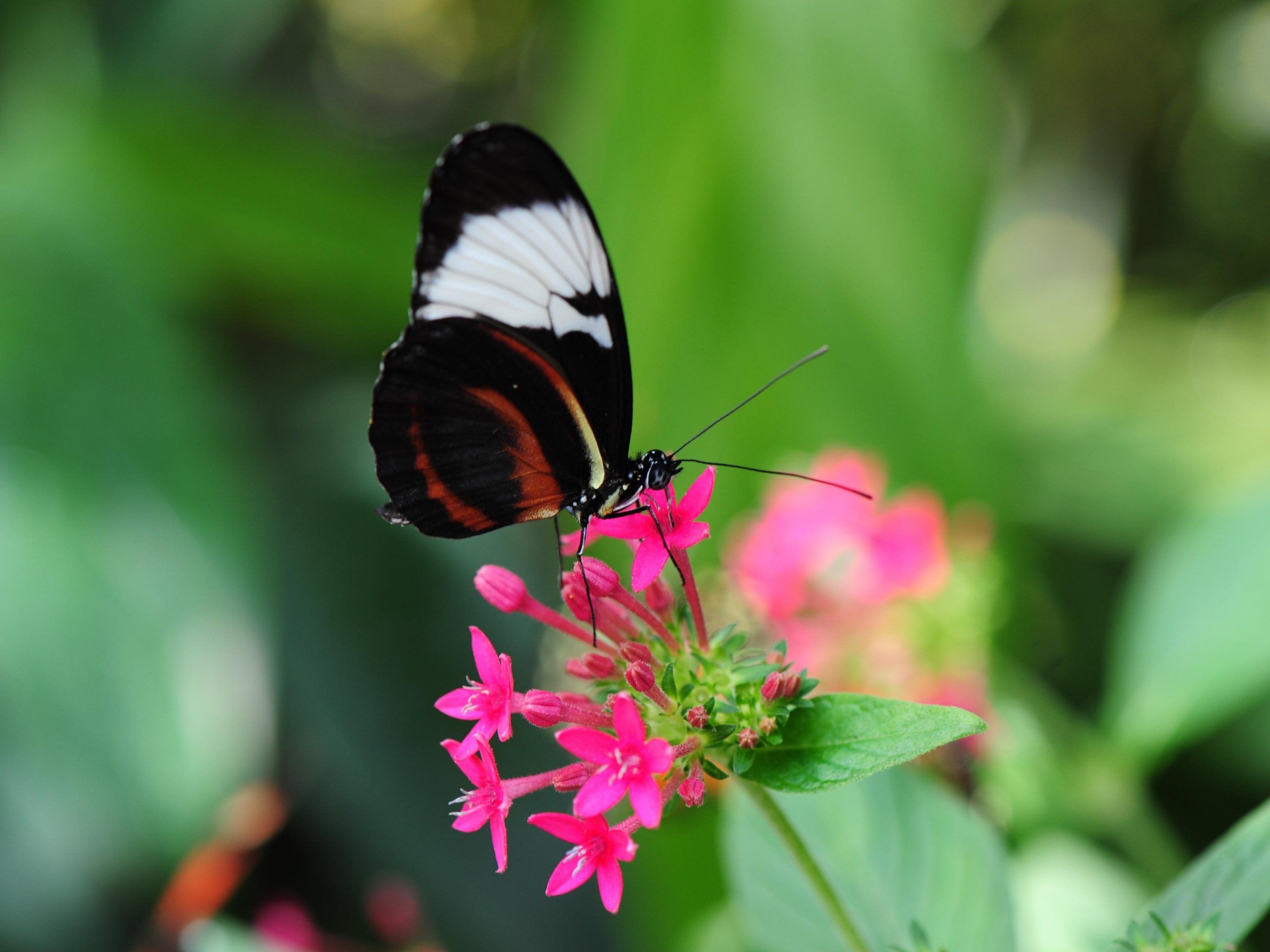Pretty Butterfly on Pink Flower Wallpaper, Android & Desktop Background